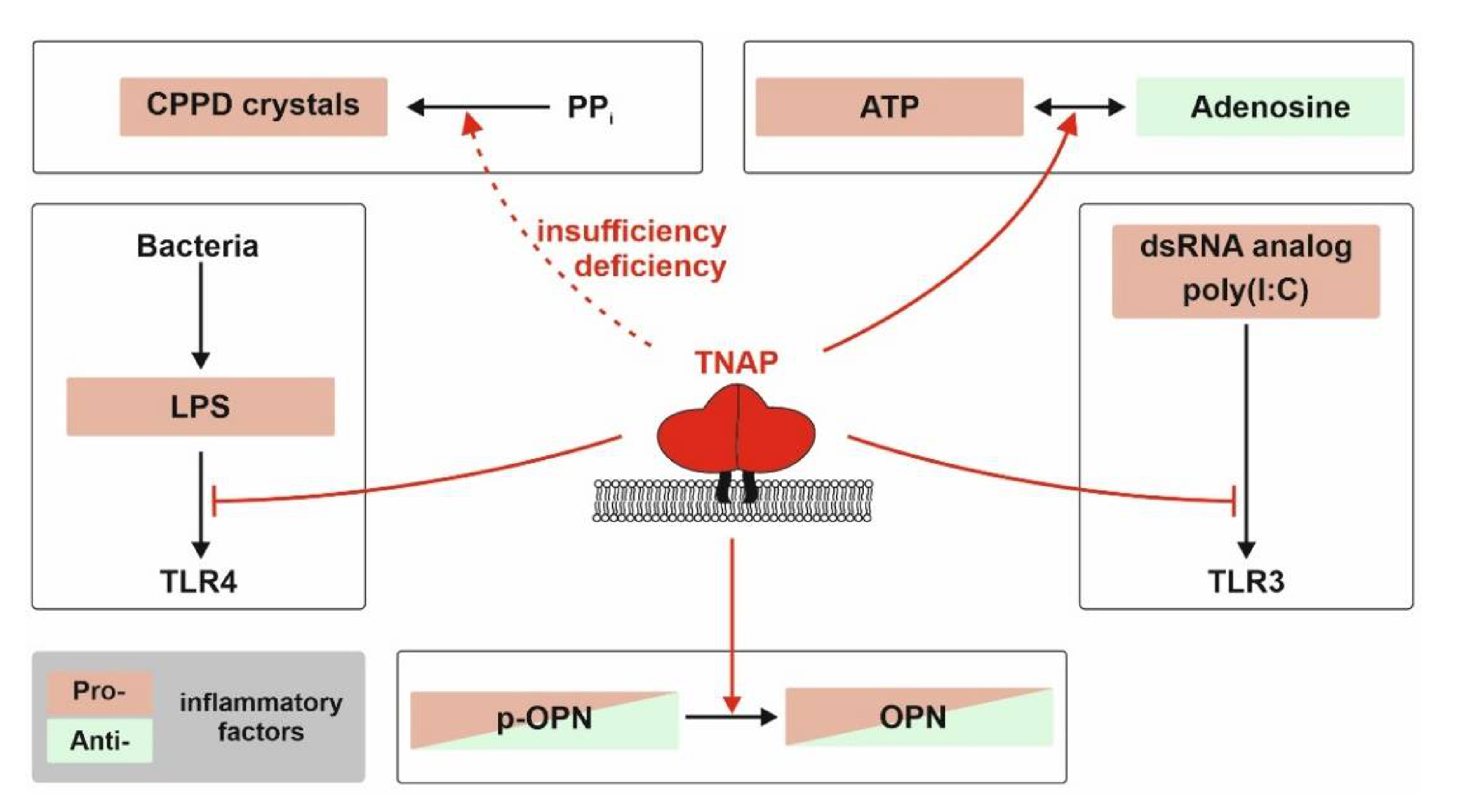 Ijms 22 00919 g002 Ijms 22 00919 g002