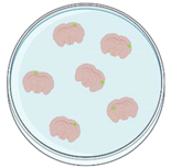 Ijms 22 00924 i004 Ijms 22 00924 i004