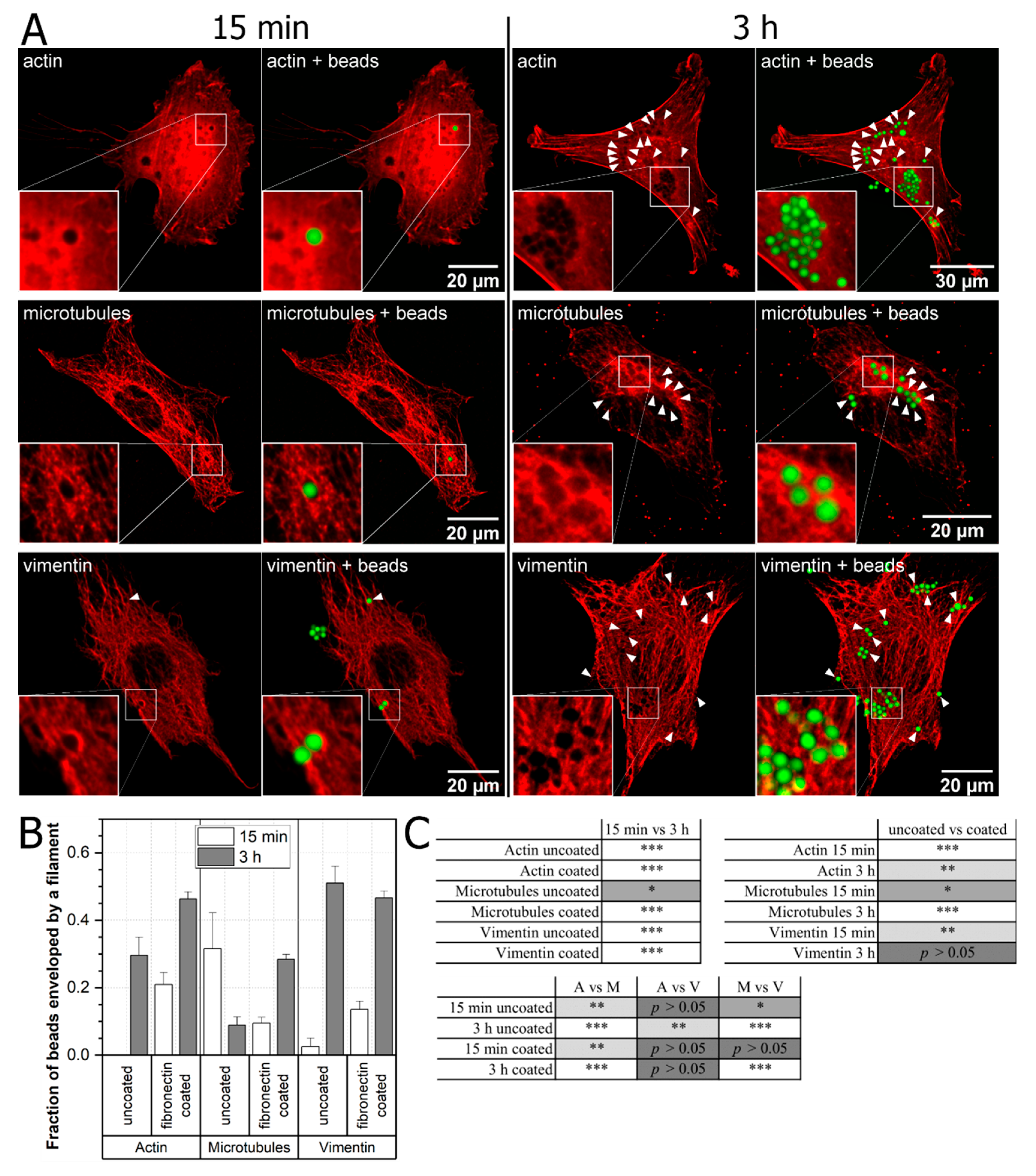 IJMS | Free Full-Text | Substrate Stiffness Mediates Formation of Novel  Cytoskeletal Structures in Fibroblasts during Cell–Microspheres Interaction  | HTML