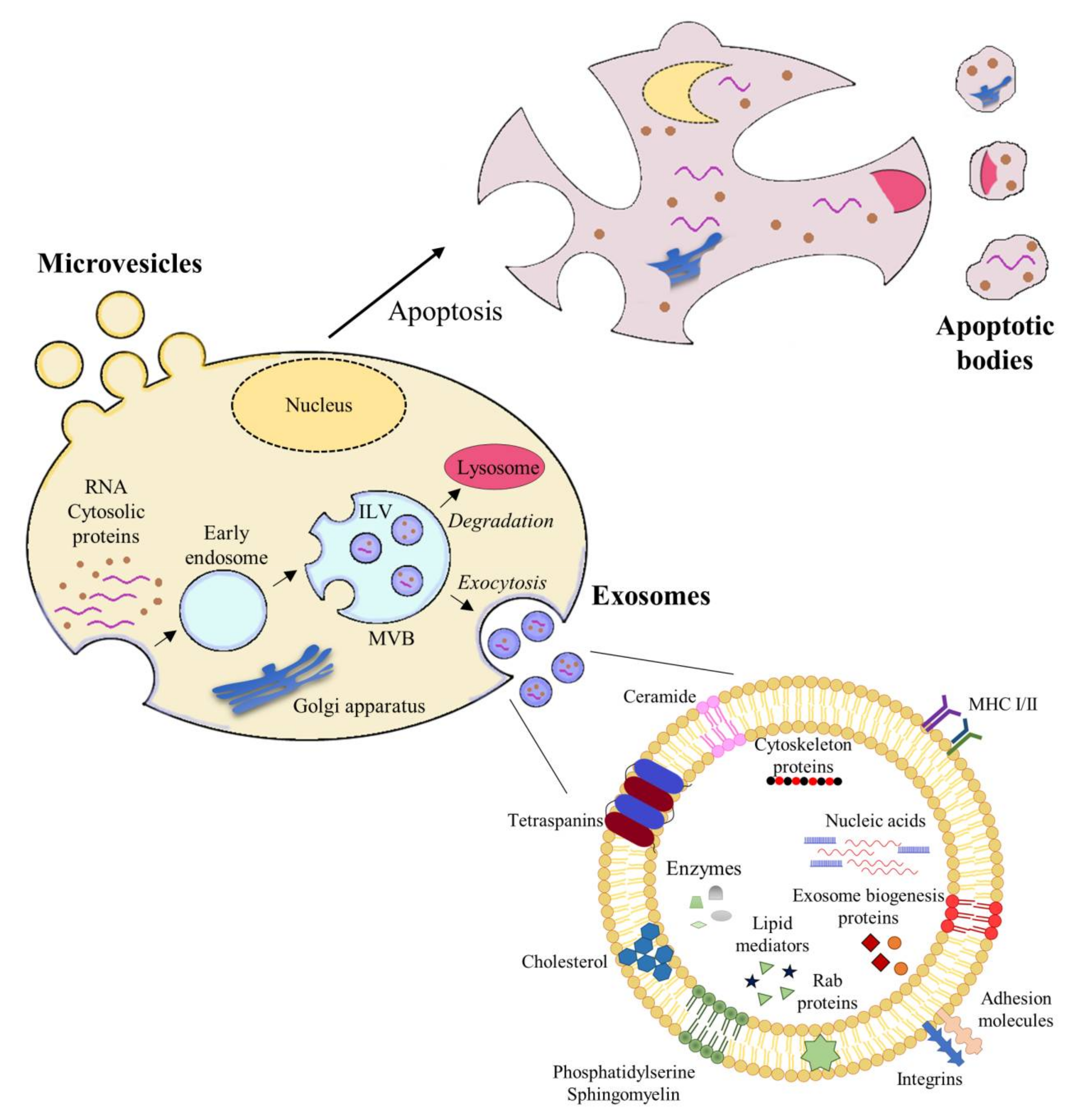 Ijms 22 00963 g002 Ijms 22 00963 g002