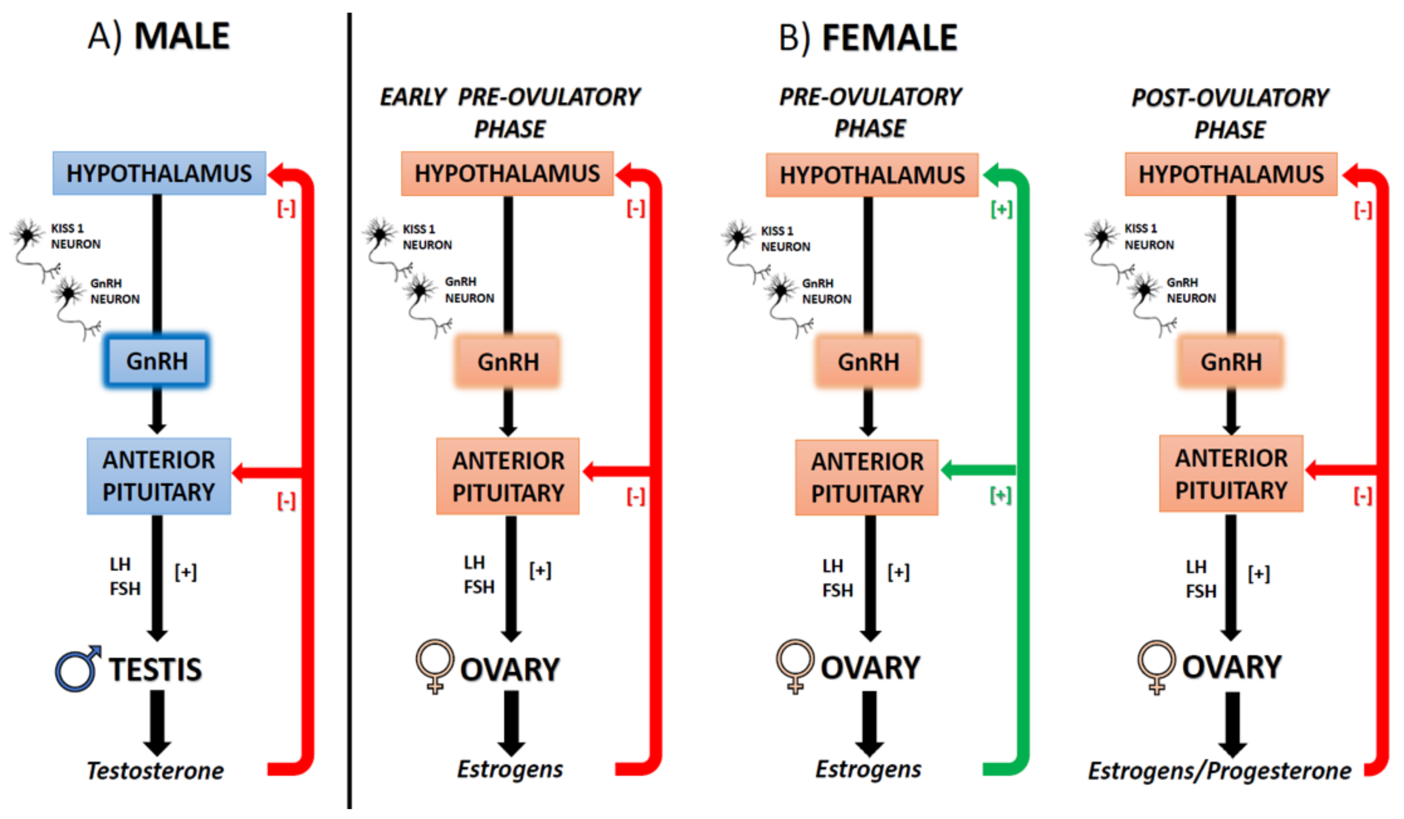 Male b female. Male or female. Ovulatory Disorders who Scientific Group 1973.