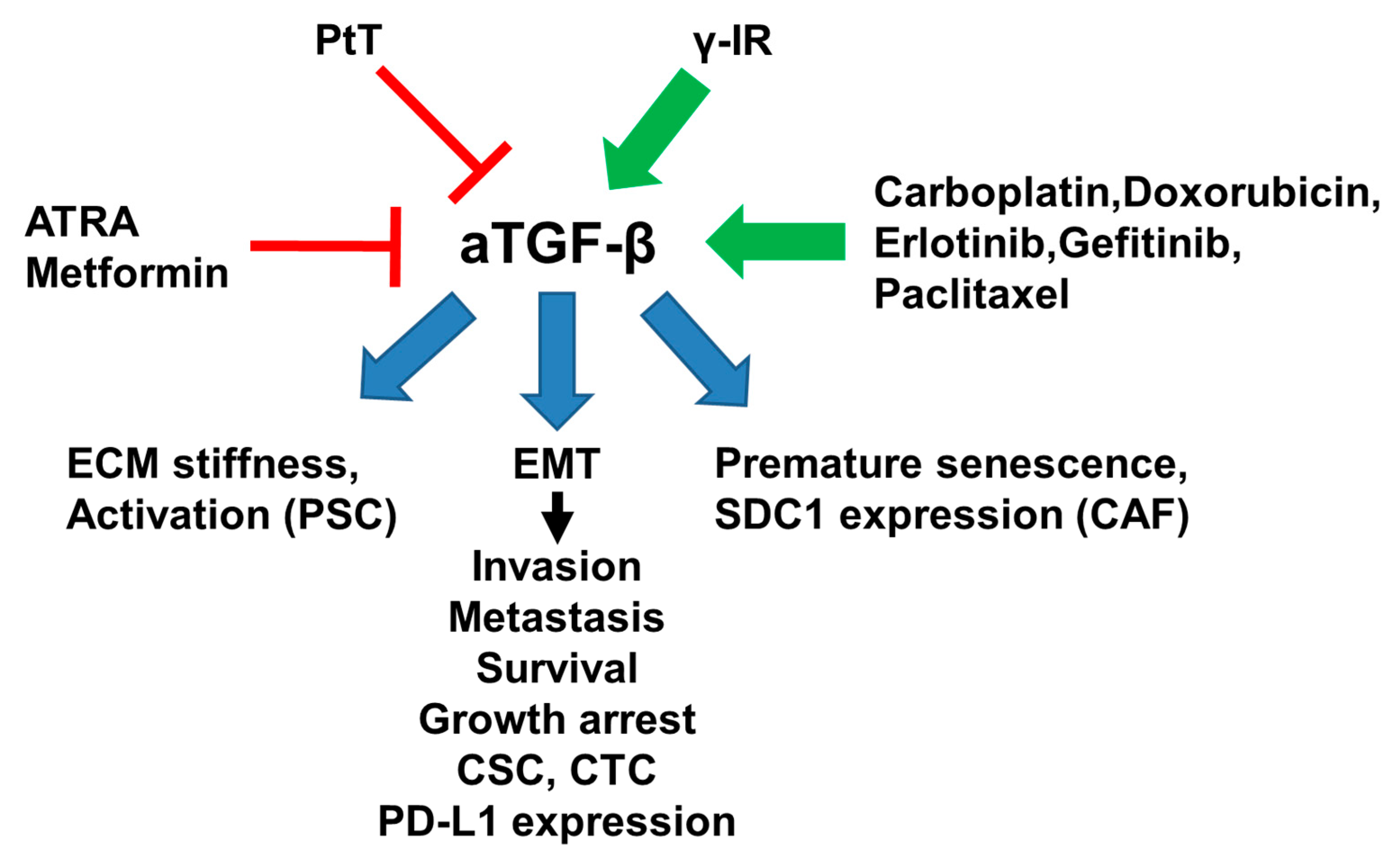 Ijms Free Full Text Autocrine Tgf β In Cancer Review Of The