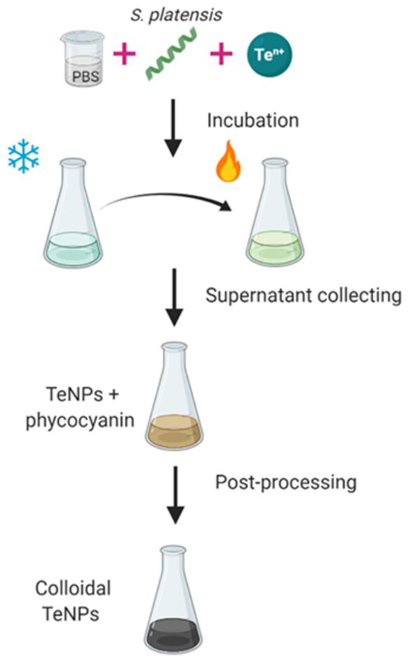 Ijms 22 00989 g005 Ijms 22 00989 g005