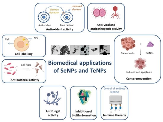 Ijms Free Full Text Green Synthesis Of Selenium And Tellurium