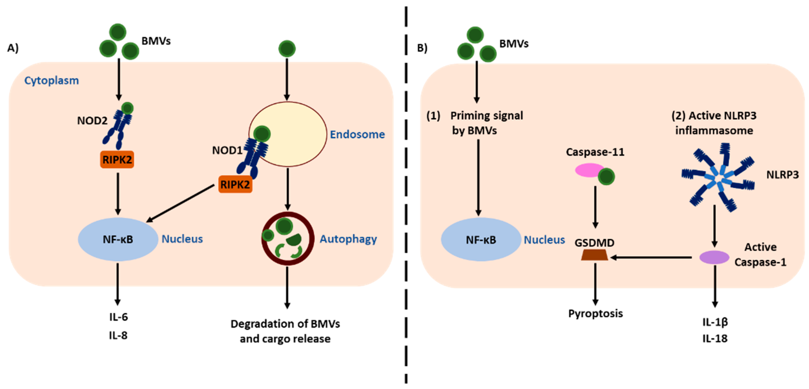 Ijms 22 01005 g002 Ijms 22 01005 g002