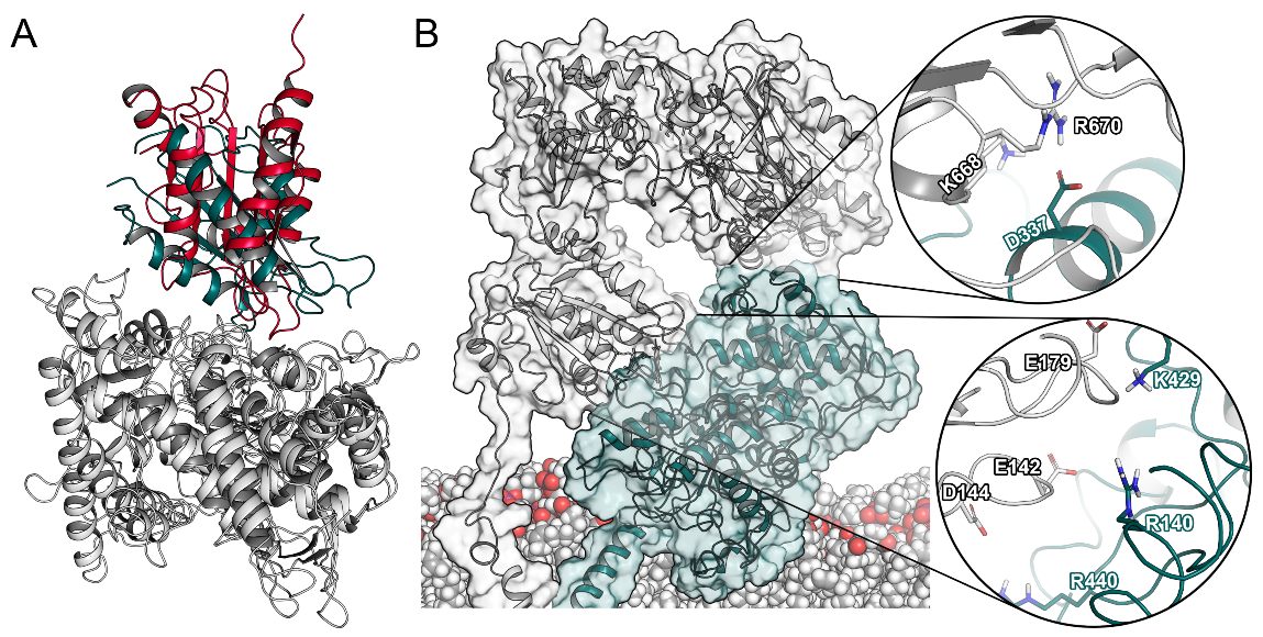 Ijms 22 01023 g004 Ijms 22 01023 g004