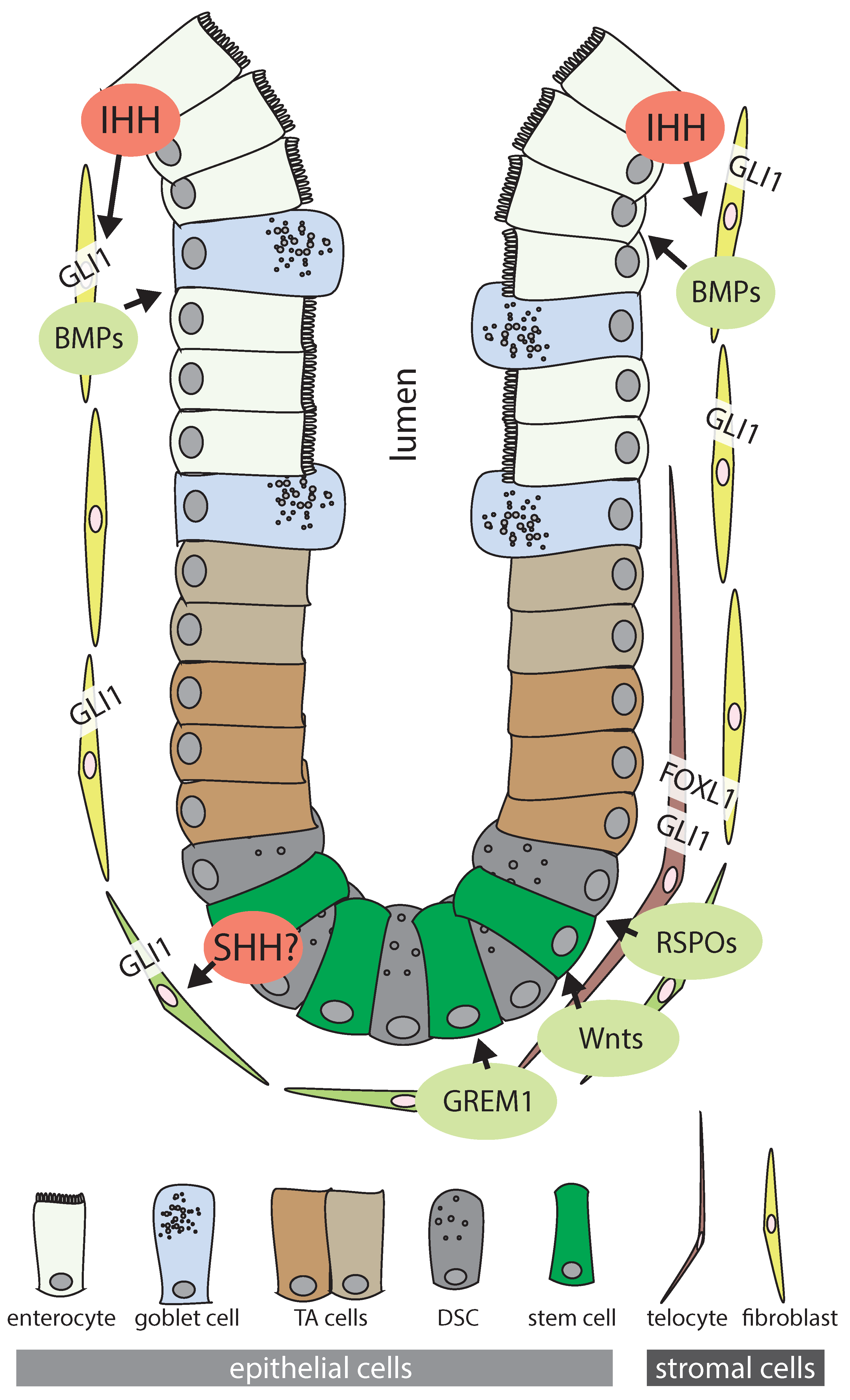 Ijms 22 01025 g002 Ijms 22 01025 g002