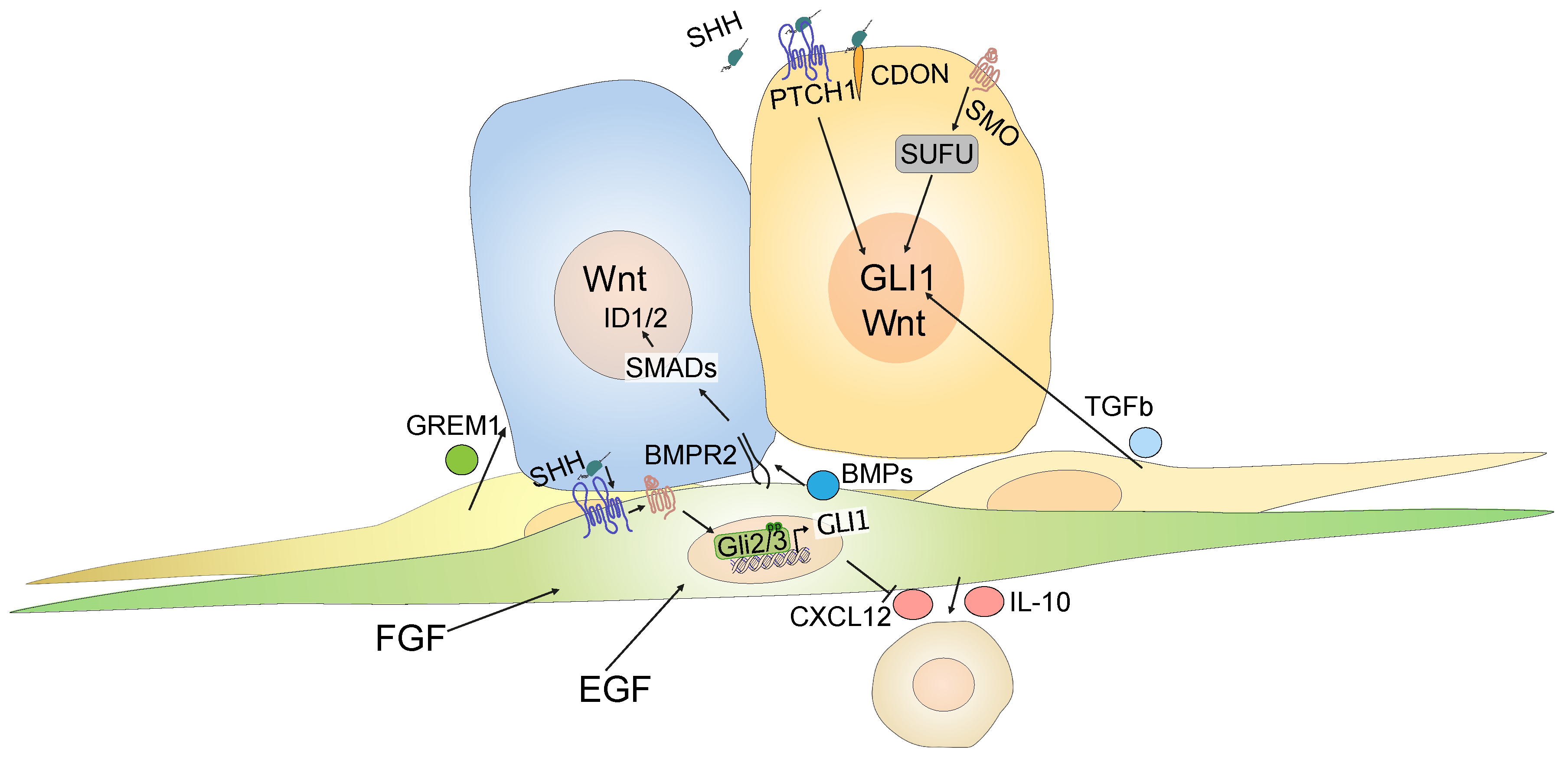 Ijms 22 01025 g003 Ijms 22 01025 g003