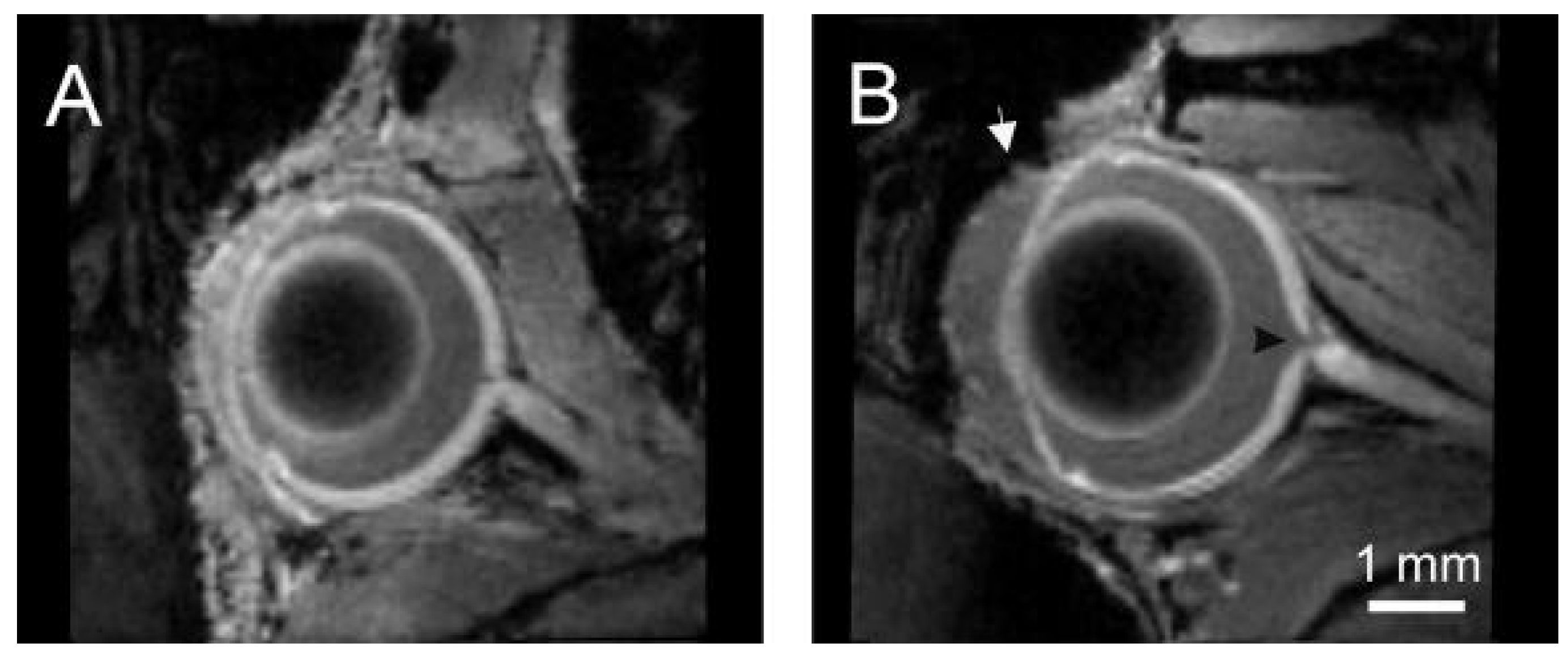 Ijms 22 01039 g001 Ijms 22 01039 g001