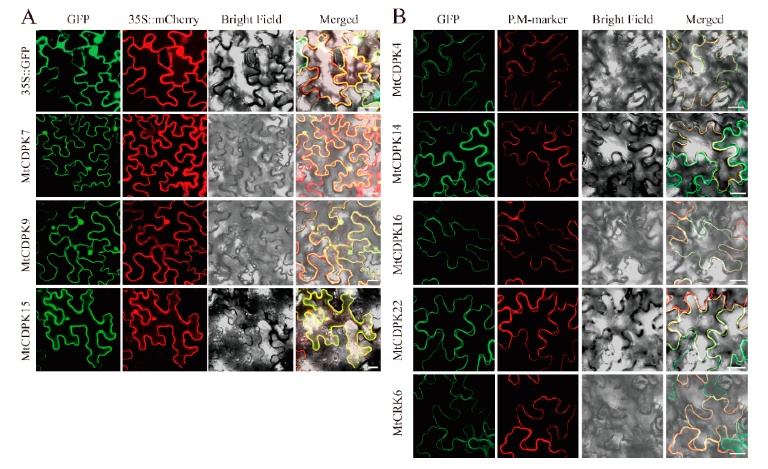 Ijms 22 01044 g007 Ijms 22 01044 g007