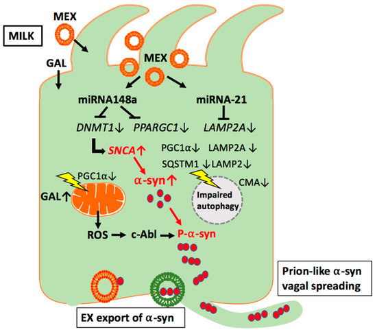 IJMS | Free Full-Text | Synergistic Effects of Milk-Derived