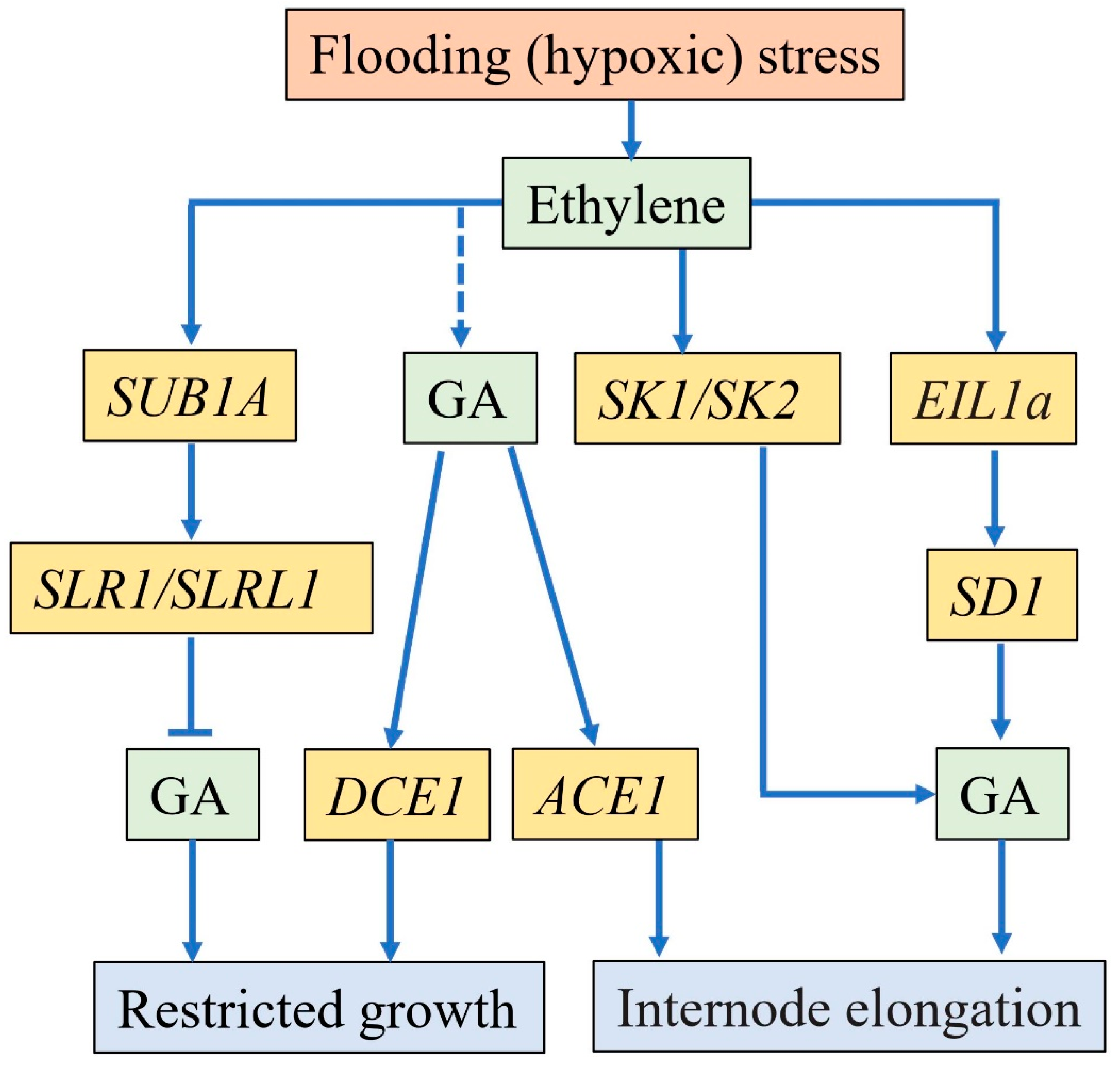 IJMS | Free Full-Text | Plant Morphological, Physiological and Anatomical  Adaption to Flooding Stress and the Underlying Molecular Mechanisms | HTML
