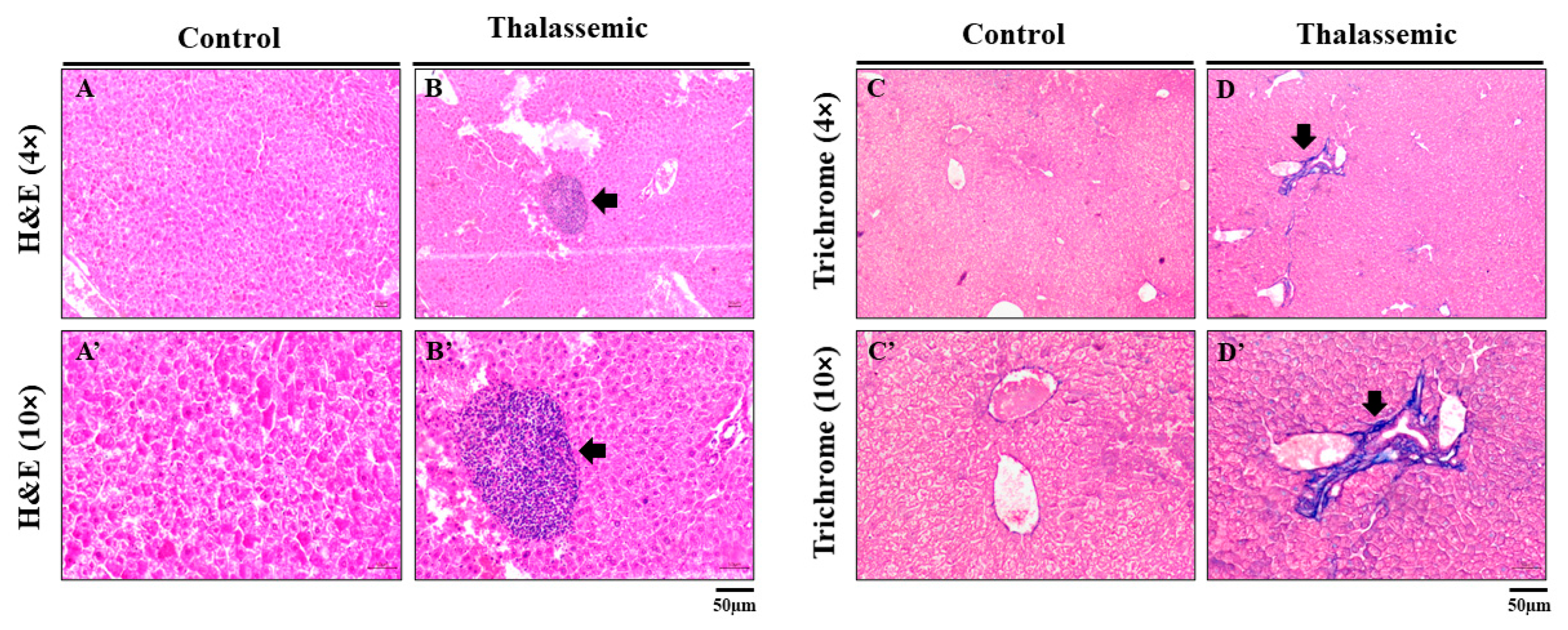 Ijms 22 01106 g006 Ijms 22 01106 g006
