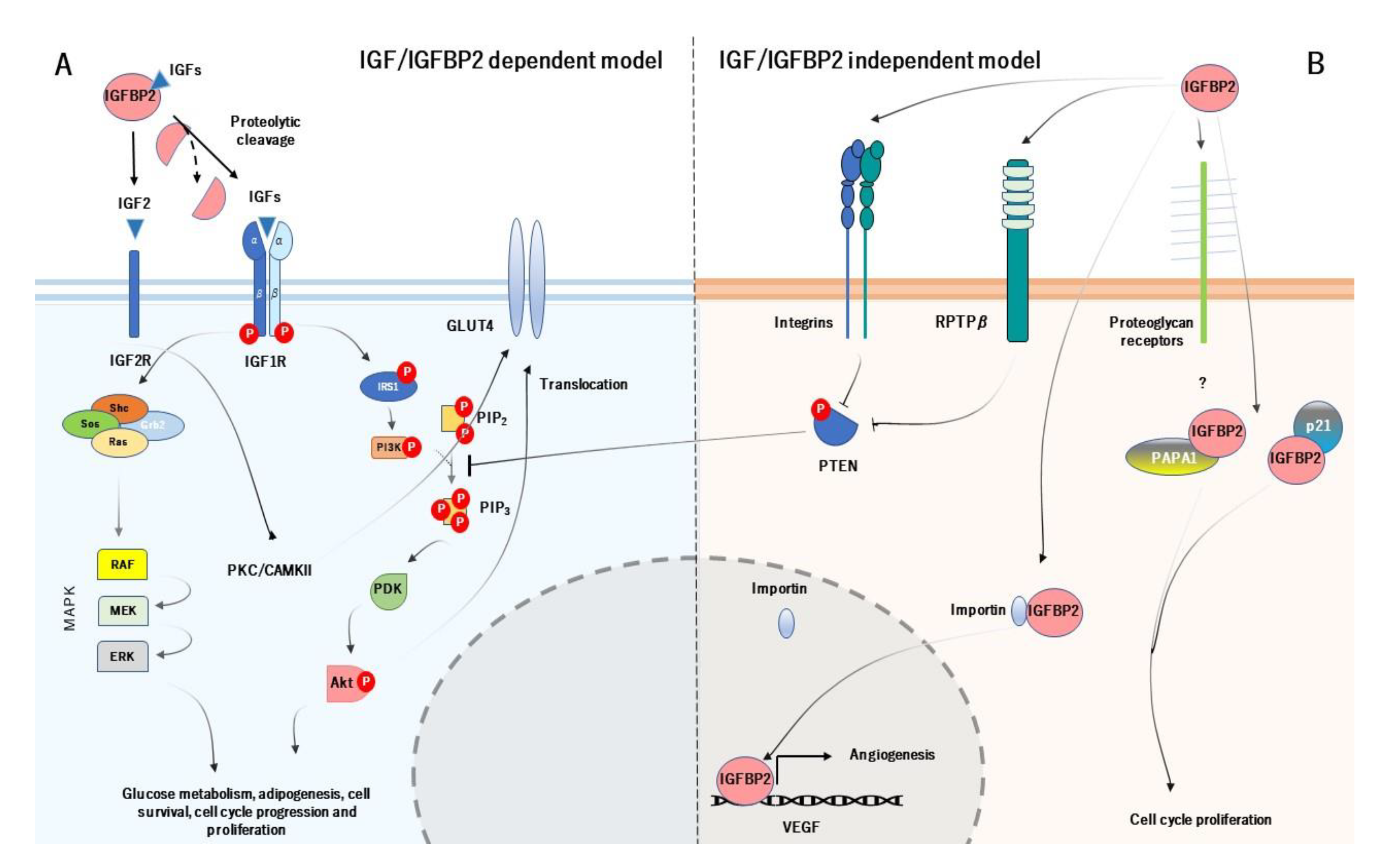 IJMS | Free Full-Text | Potential Role of Insulin Growth-Factor-Binding ...