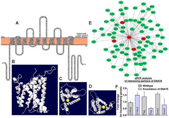 Ijms Free Full Text Glutamine Uptake Via Snat6 And Caveolin Regulates Glutamine Glutamate Cycle Html