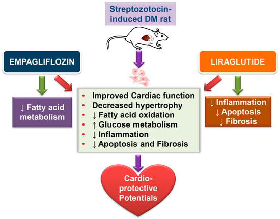 IJMS | Free Full-Text | Empagliflozin and Liraglutide Differentially ...