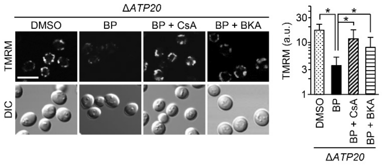Ijms 22 01212 g004 Ijms 22 01212 g004