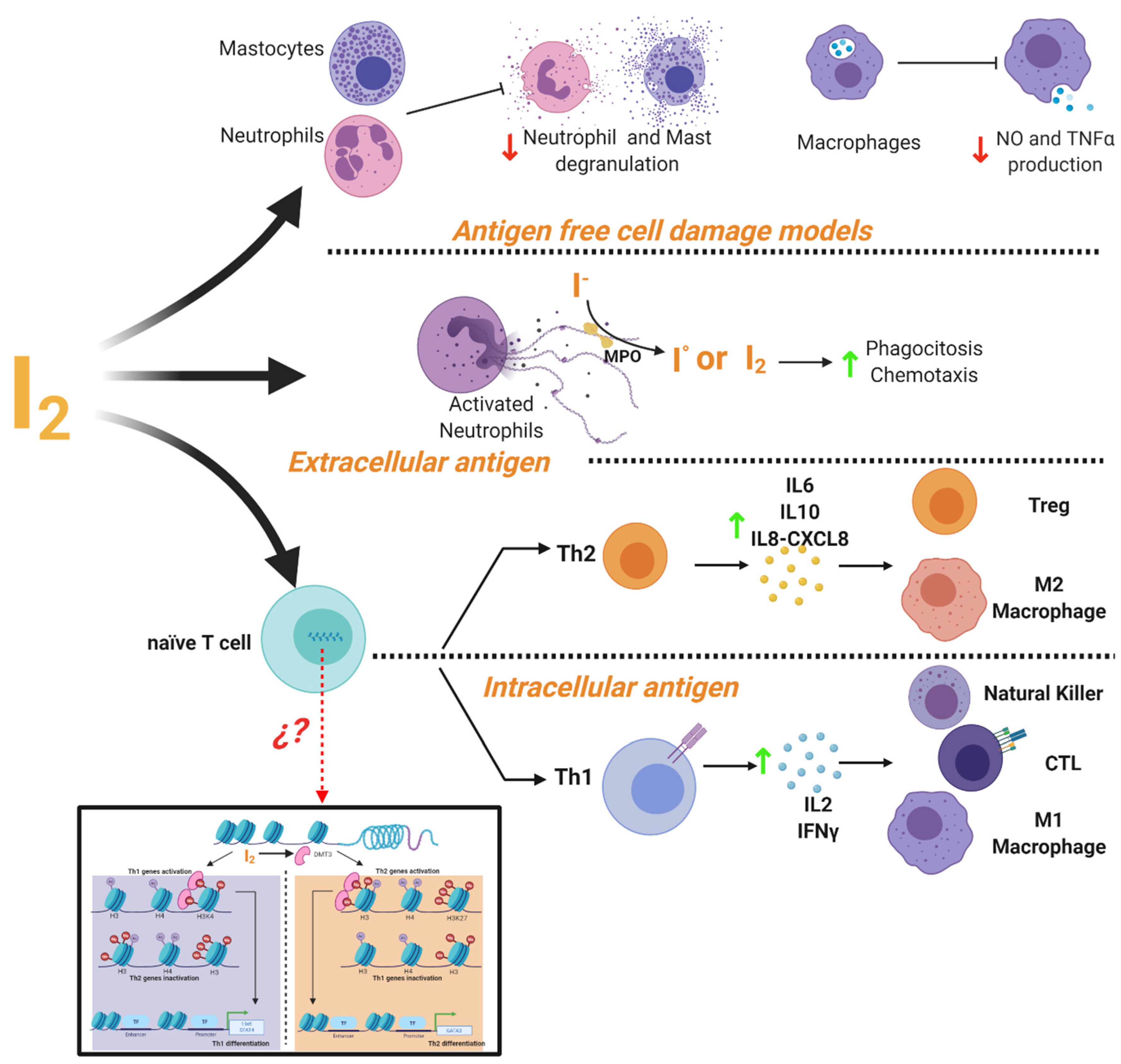 Ijms Free Full Text Molecular Iodine Has Extrathyroidal Effects As An Antioxidant Differentiator And Immunomodulator Html