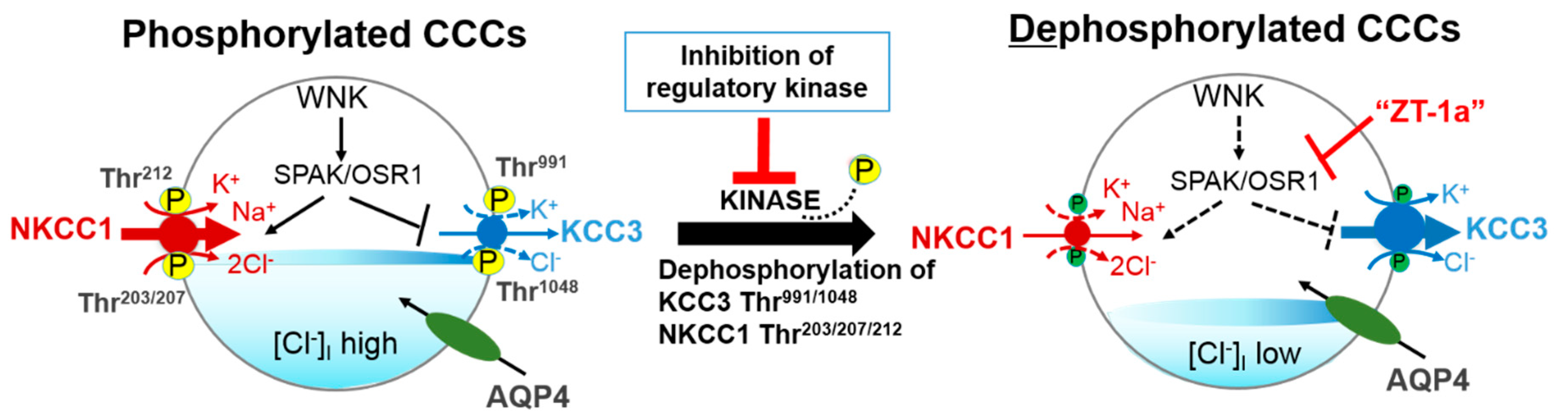 IJMS | Free Full-Text | Targeting The WNK-SPAK/OSR1 Pathway And Cation ...