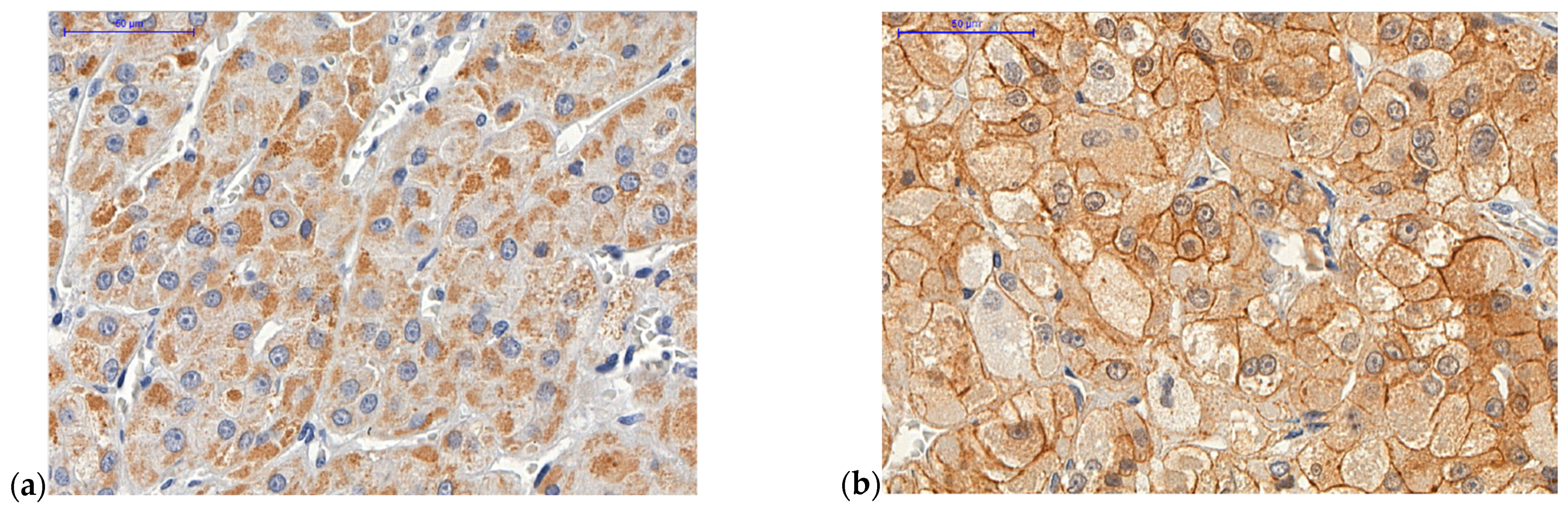 Ijms 22 01238 g004a Ijms 22 01238 g004a