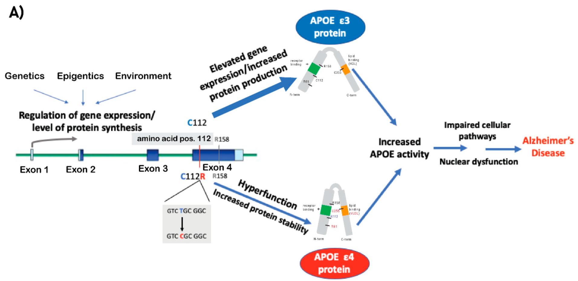Ijms 22 01244 g002a Ijms 22 01244 g002a