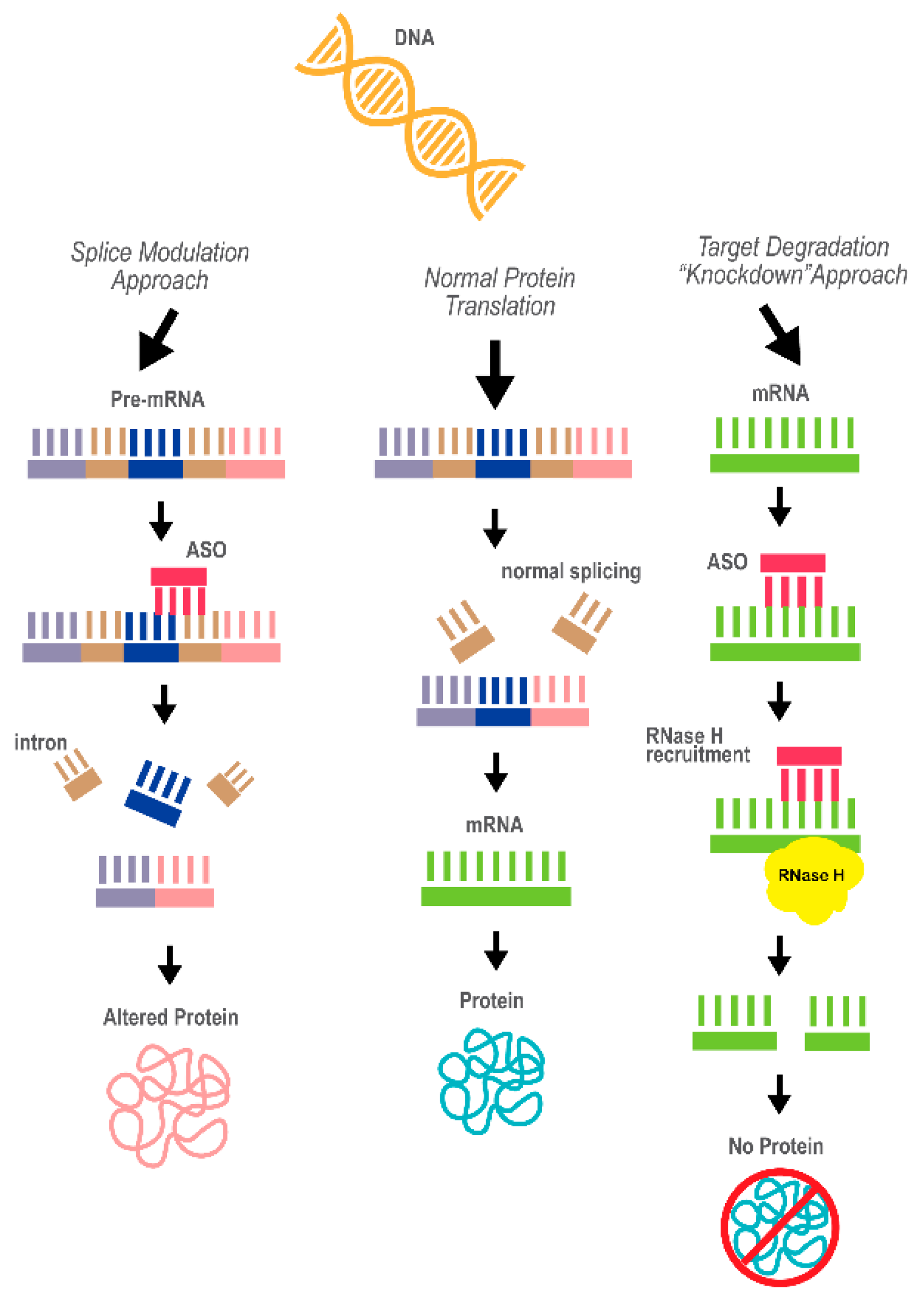 Ijms 22 01244 g003 Ijms 22 01244 g003