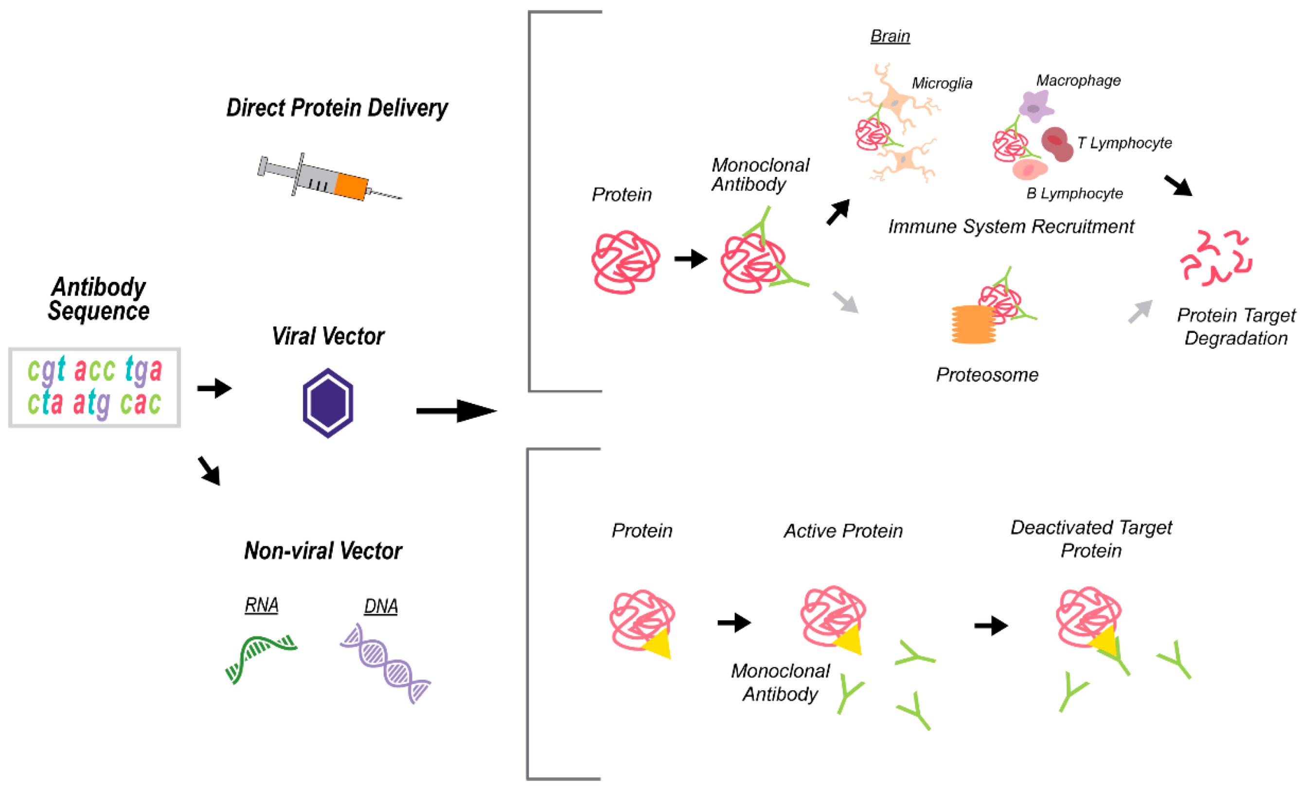 Ijms 22 01244 g004 Ijms 22 01244 g004