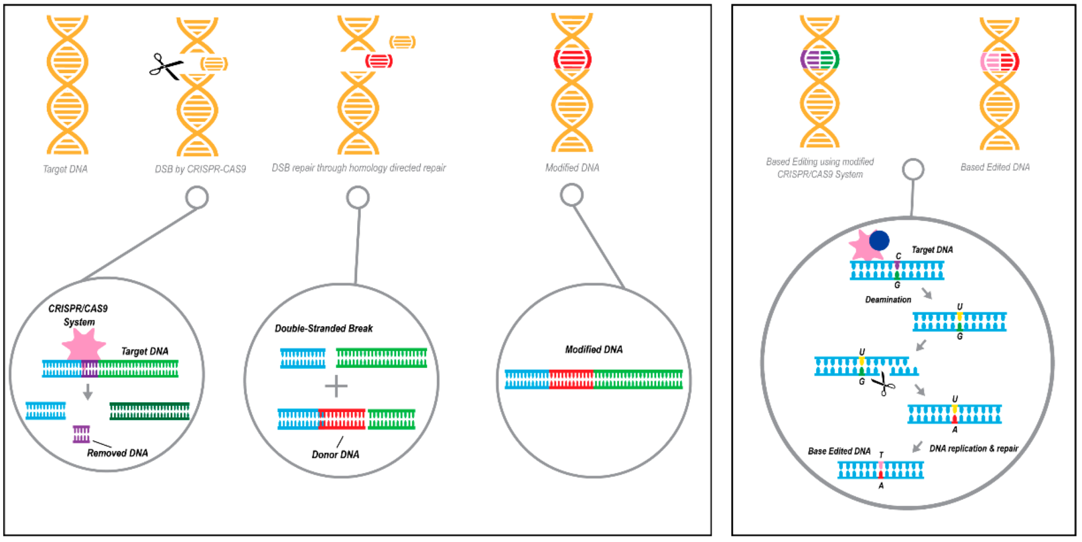 Ijms 22 01244 g005 Ijms 22 01244 g005