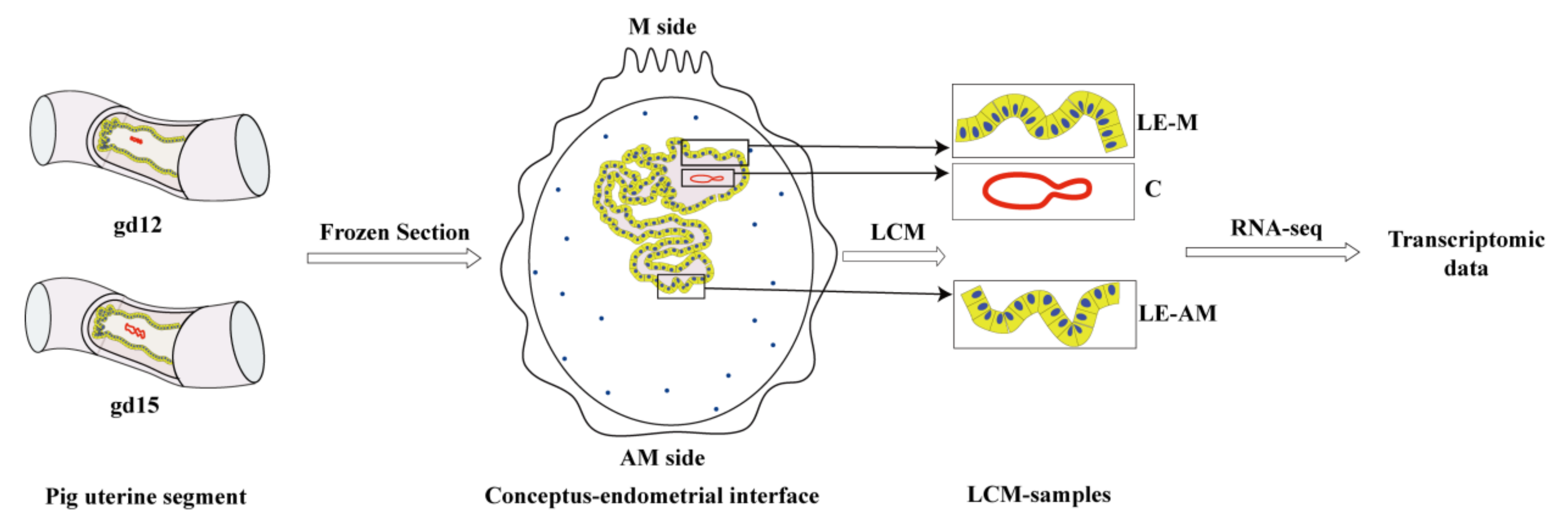 IJMS | Free Full-Text | Integrating LCM-Based Spatio-Temporal  Transcriptomics Uncovers Conceptus and Endometrial Luminal Epithelium  Communication that Coordinates the Conceptus Attachment in Pigs