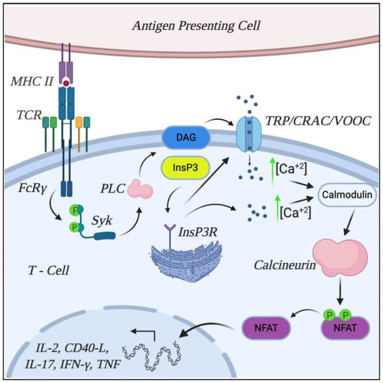 IJMS | Free Full-Text | Calcineurin and Systemic Lupus Erythematosus ...