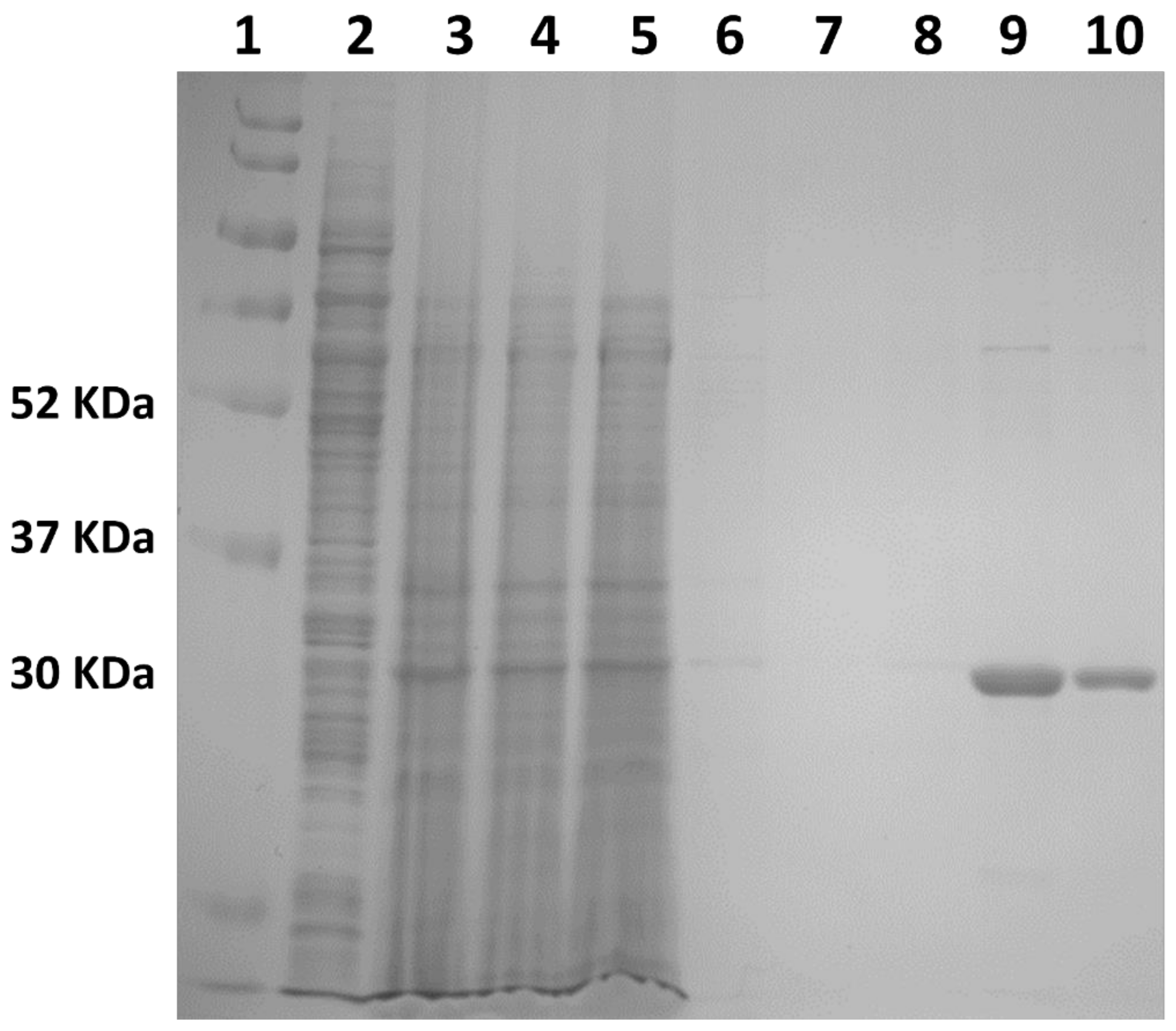 Ijms 22 01293 g003 Ijms 22 01293 g003
