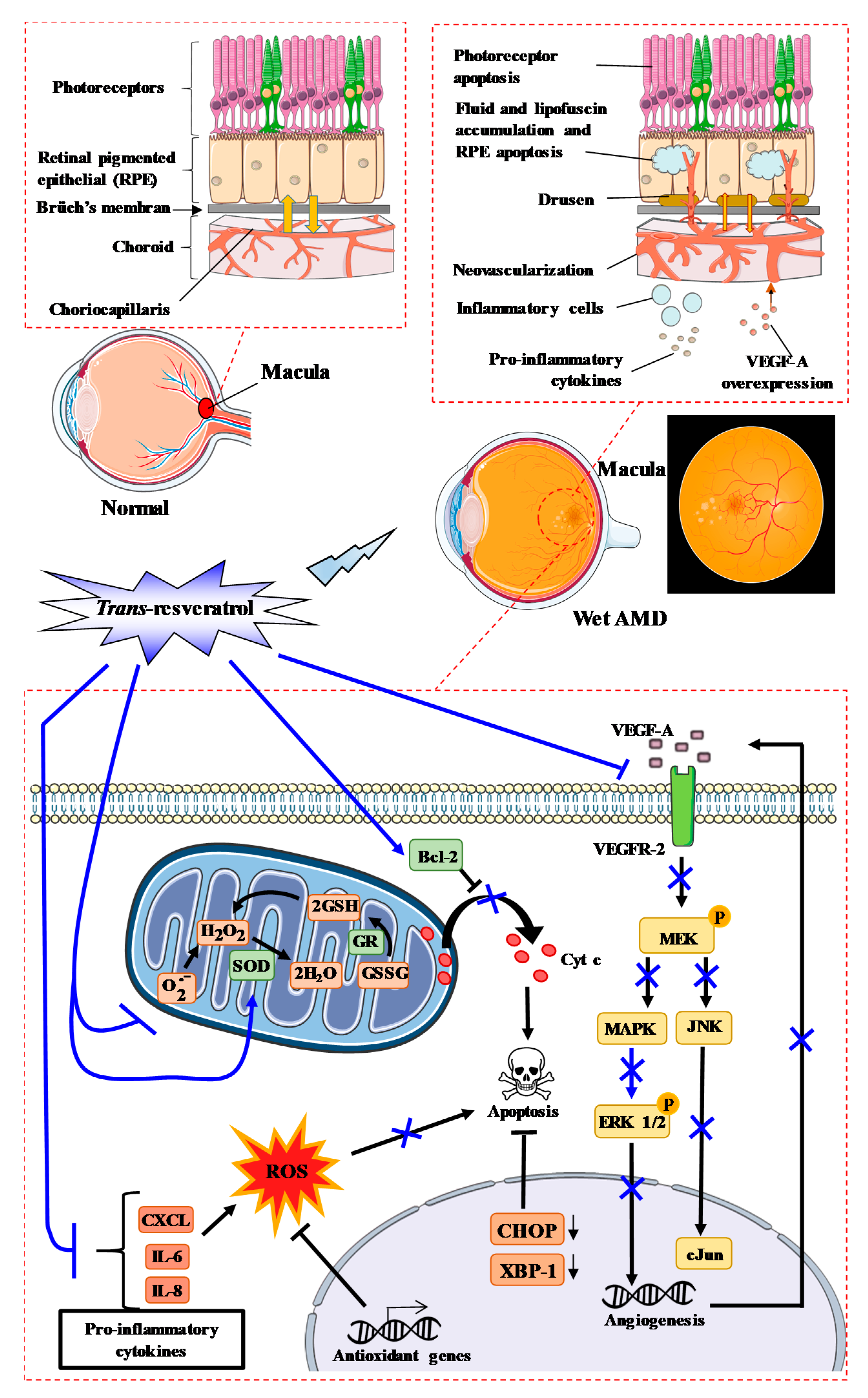 Ijms 22 01295 g003 Ijms 22 01295 g003