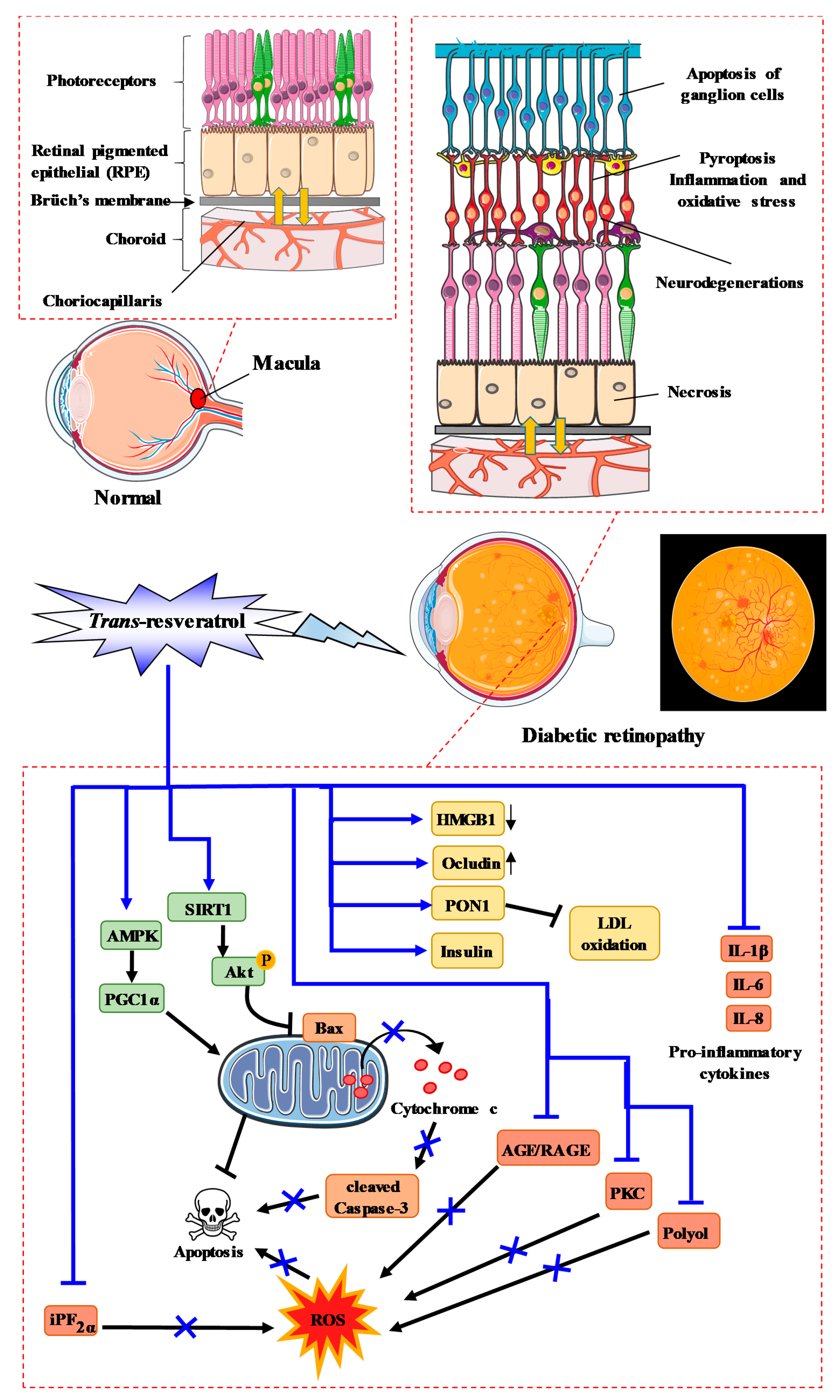 Ijms 22 01295 g005 Ijms 22 01295 g005