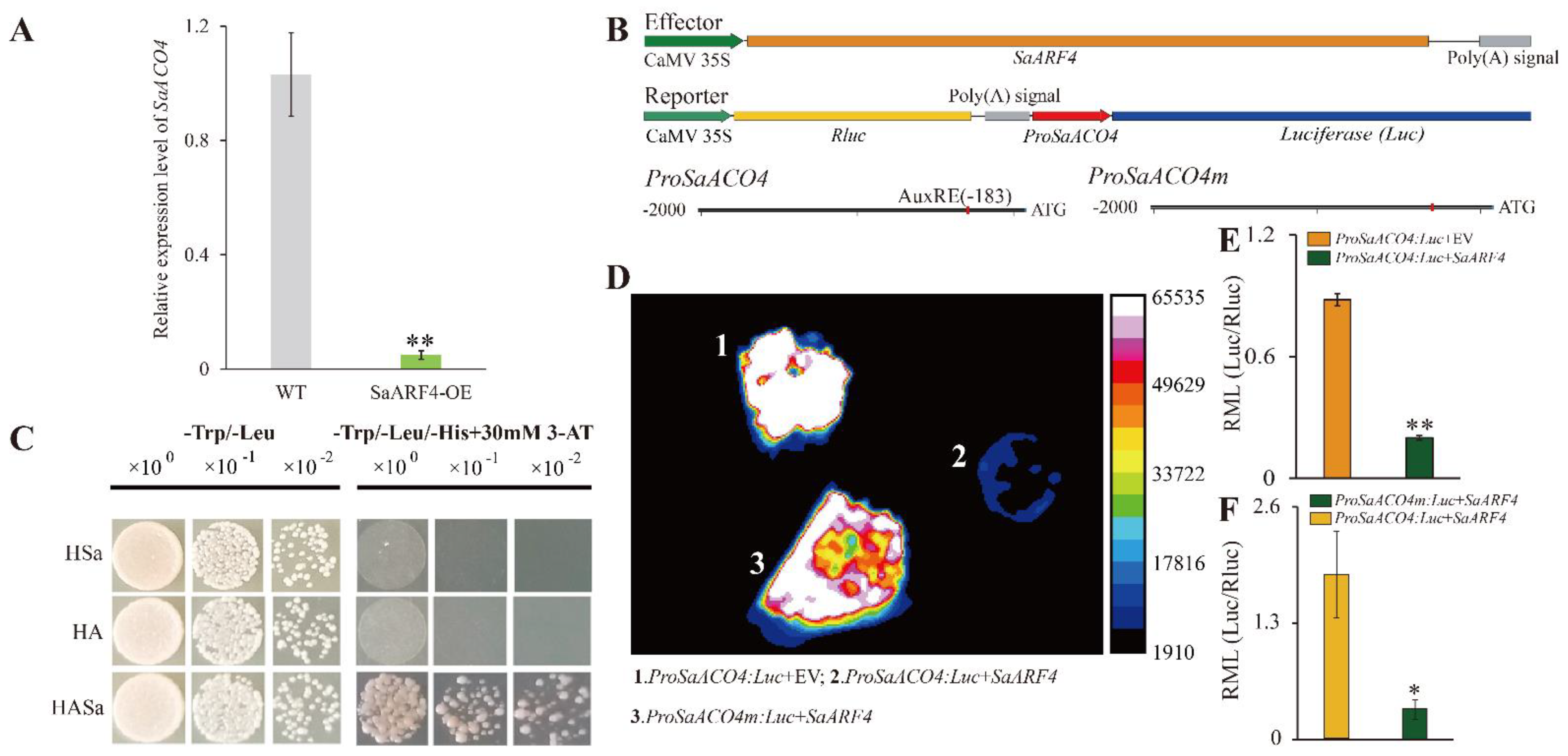 Ijms 22 01297 g004 Ijms 22 01297 g004