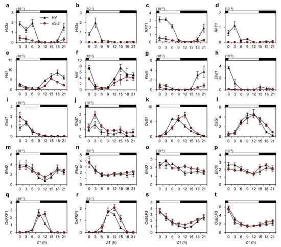 Ijms Free Full Text The Rice Chd3 Mi 2 Chromatin Remodeling Factor Rolled Fine Striped Promotes Flowering Independent Of Photoperiod Html