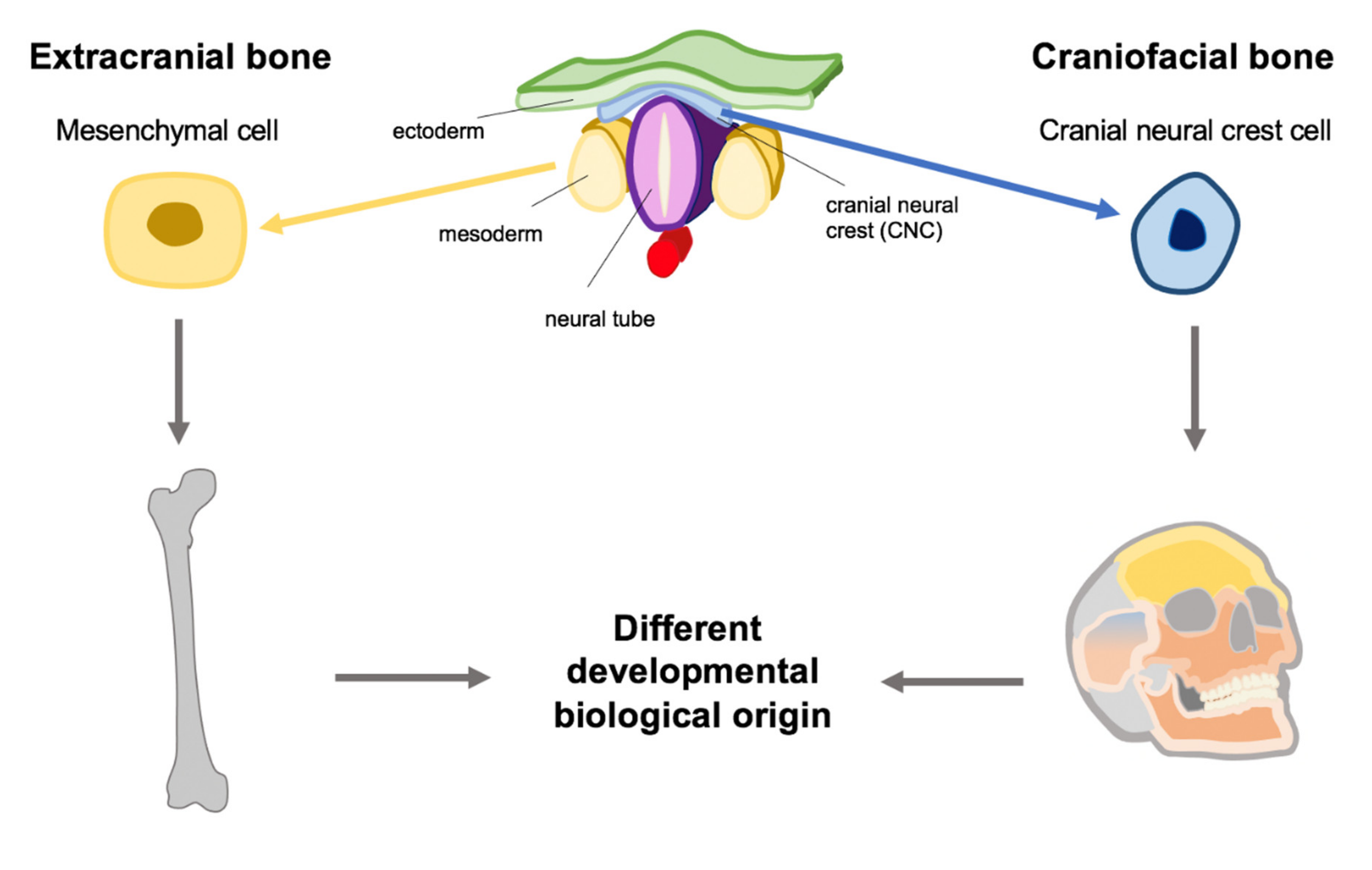 IJMS | Free Full-Text | The Special Developmental Biology of ...