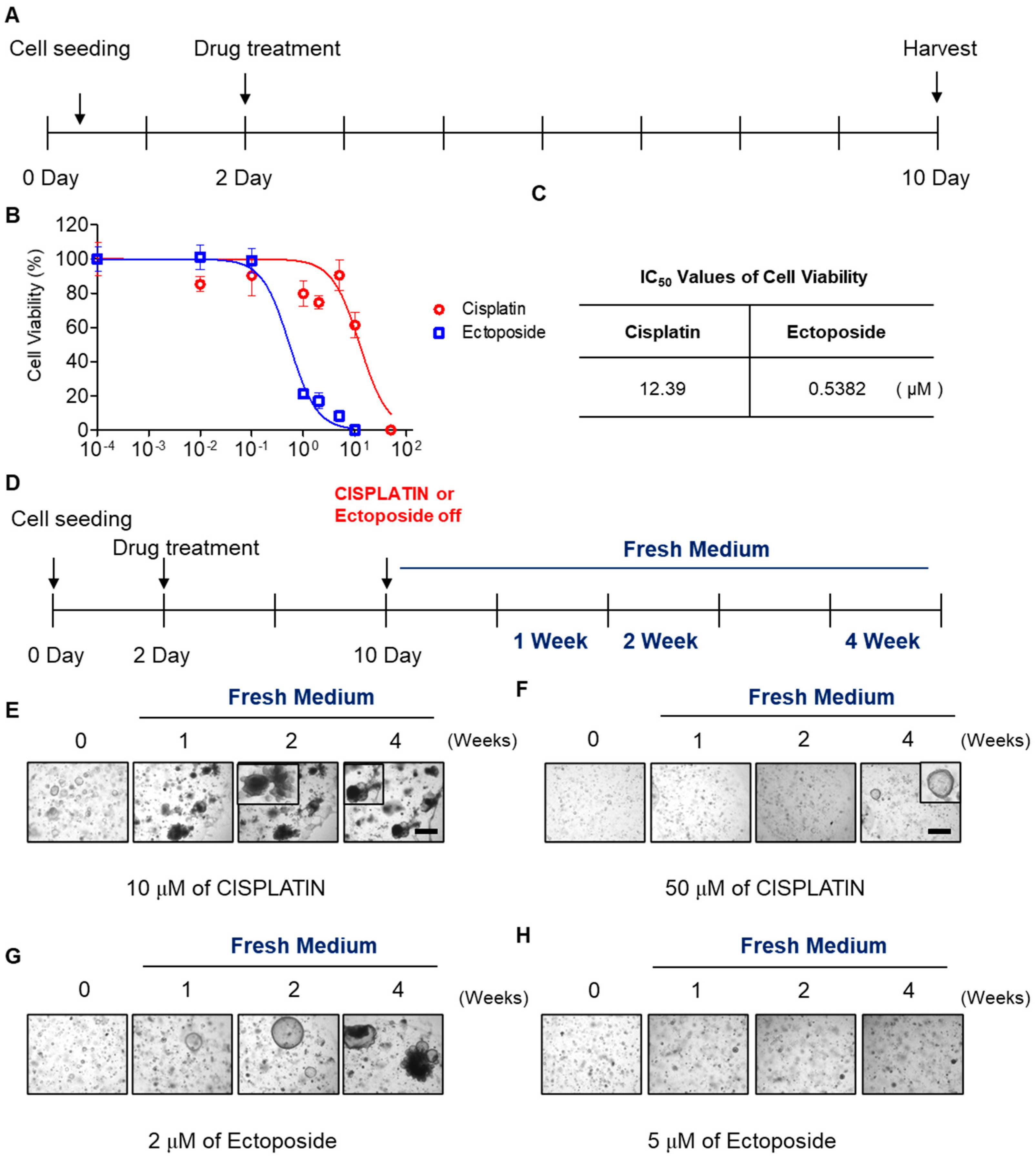 Ijms 22 01349 g004 Ijms 22 01349 g004