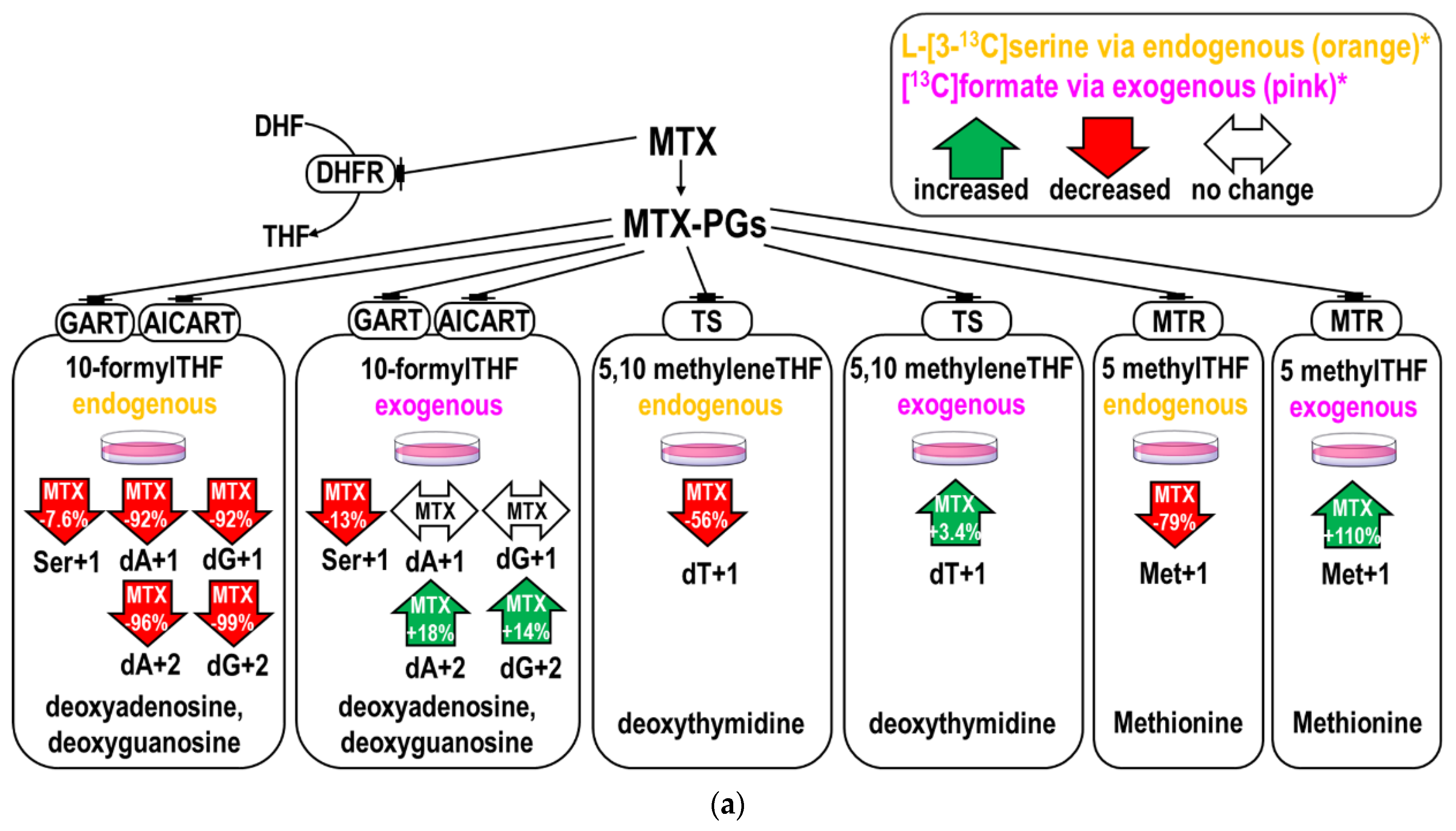 Methotrexat Signalweg