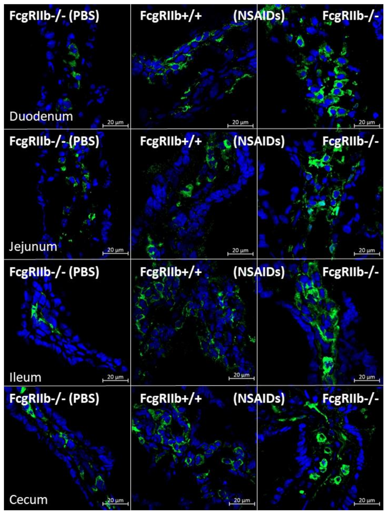 Ijms 22 01377 g005 Ijms 22 01377 g005