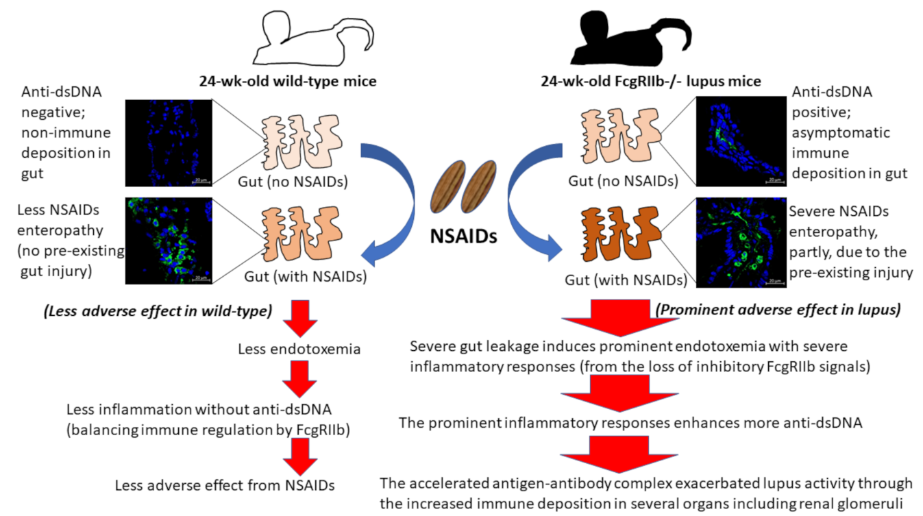 Ijms 22 01377 g011 Ijms 22 01377 g011
