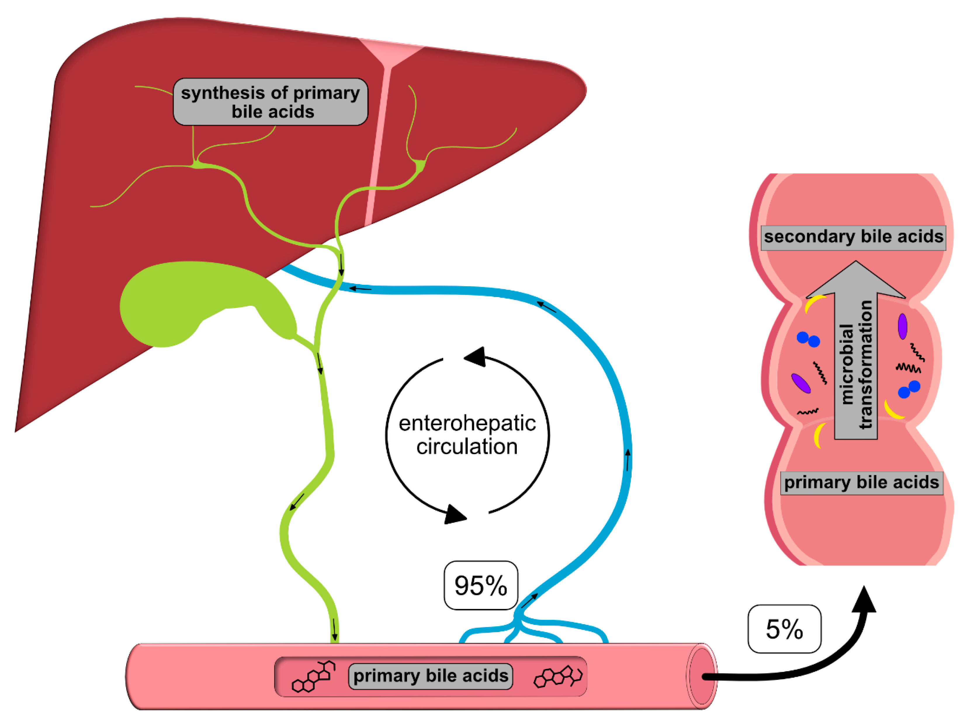 IJMS | Free Full-Text | Bile Acids and Microbiota: Multifaceted and  Versatile Regulators of the Liver–Gut Axis