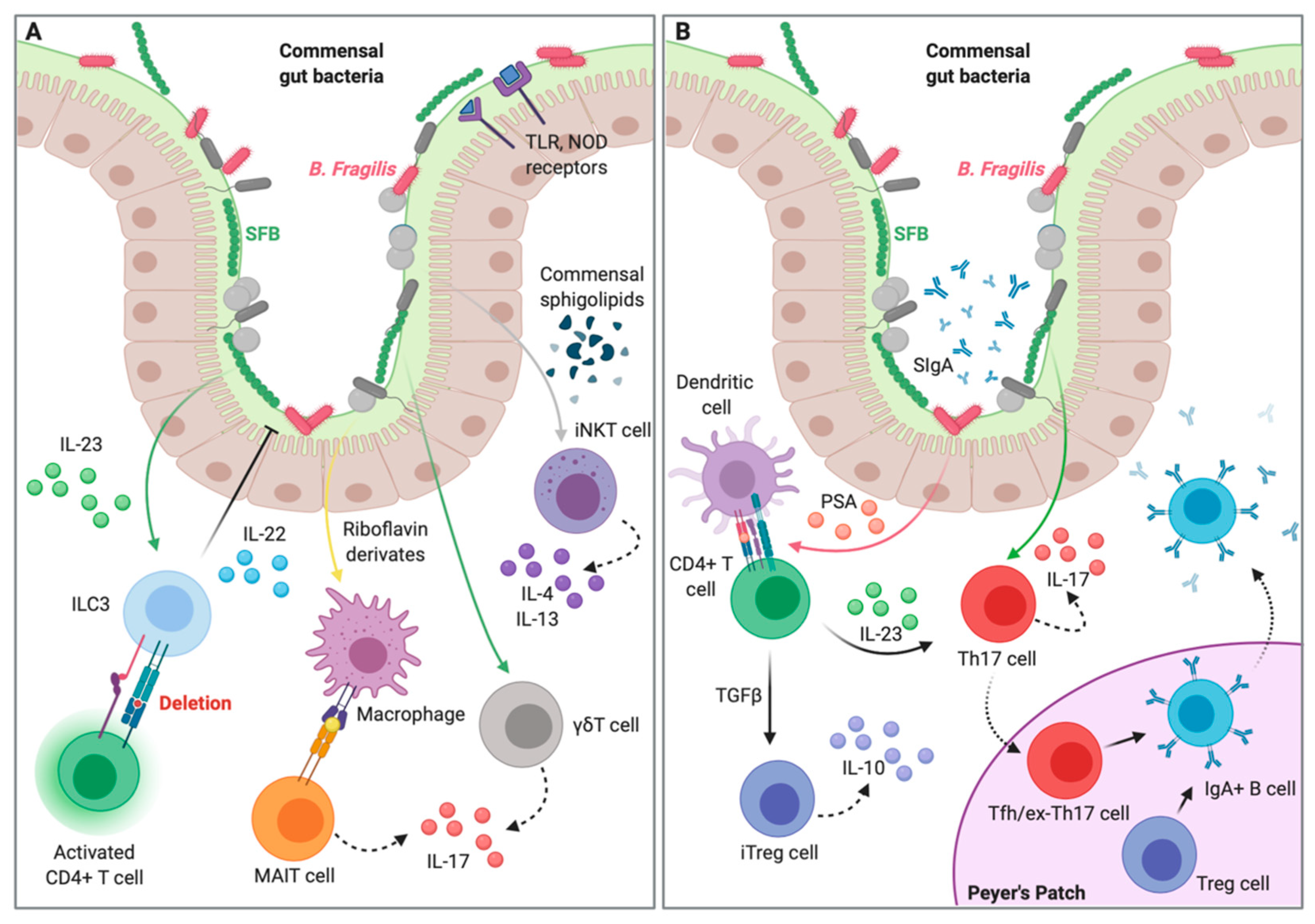 IJMS | Free Full-Text | Gut Microbiota–Host Interactions in Inborn Errors  of Immunity | HTML