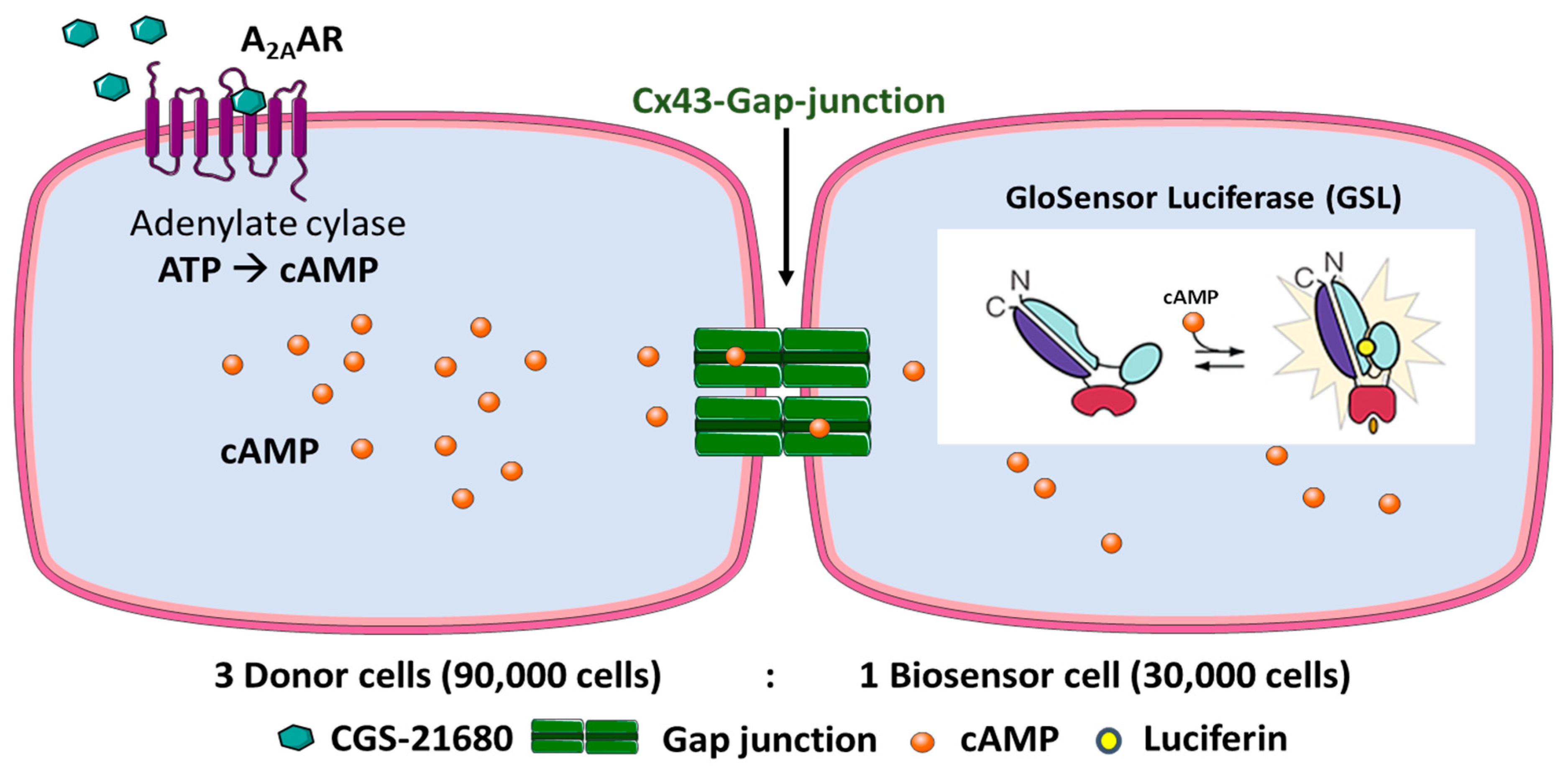 IJMS | Free Full-Text | A Cellular Assay for the Identification and  Characterization of Connexin Gap Junction Modulators
