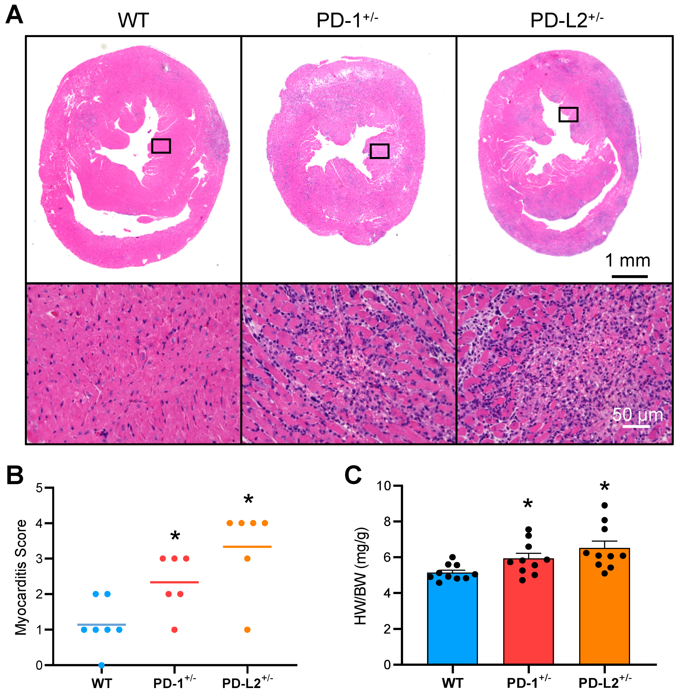Ijms 22 01426 g003 Ijms 22 01426 g003