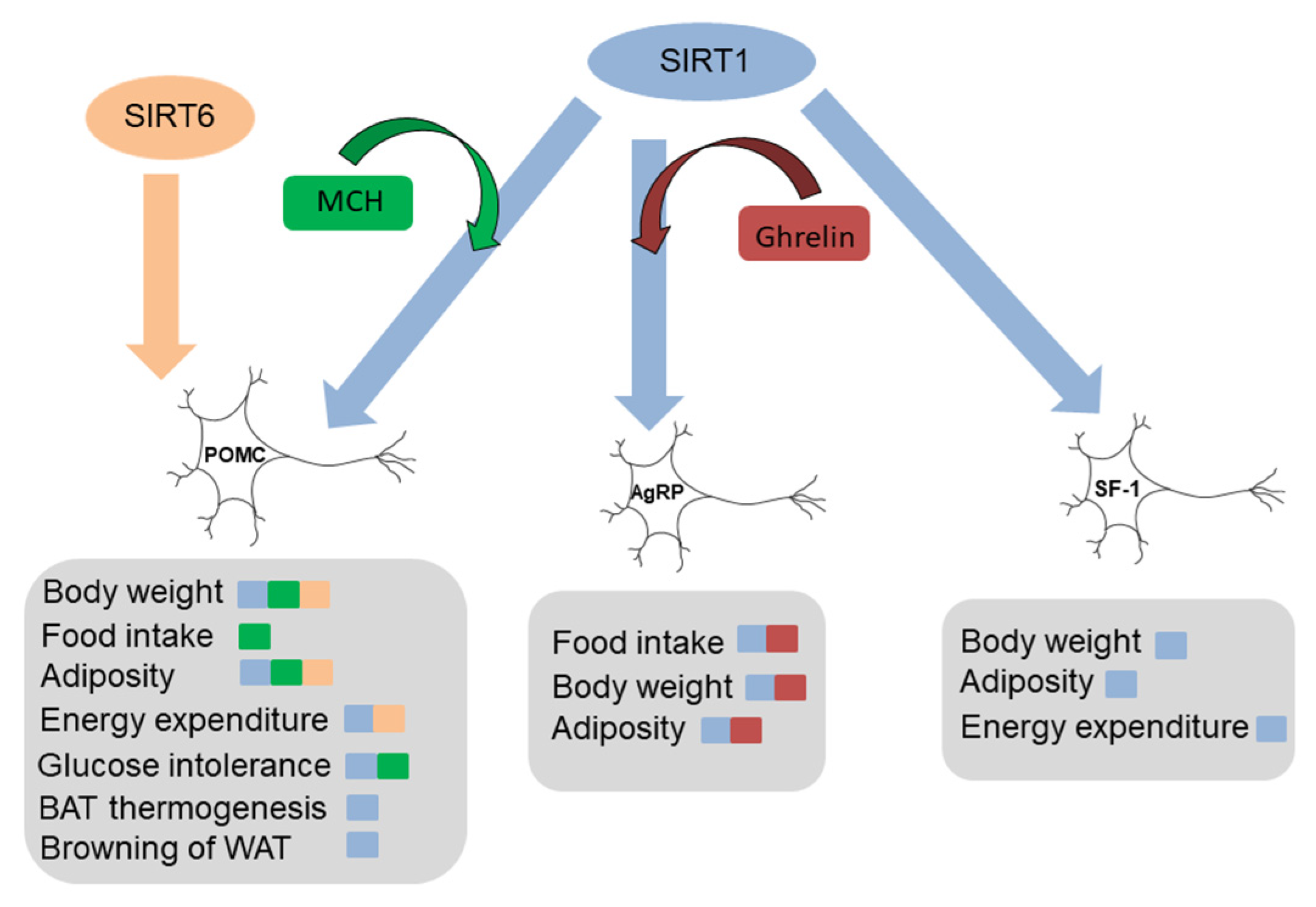 Ijms 22 01430 g002 Ijms 22 01430 g002
