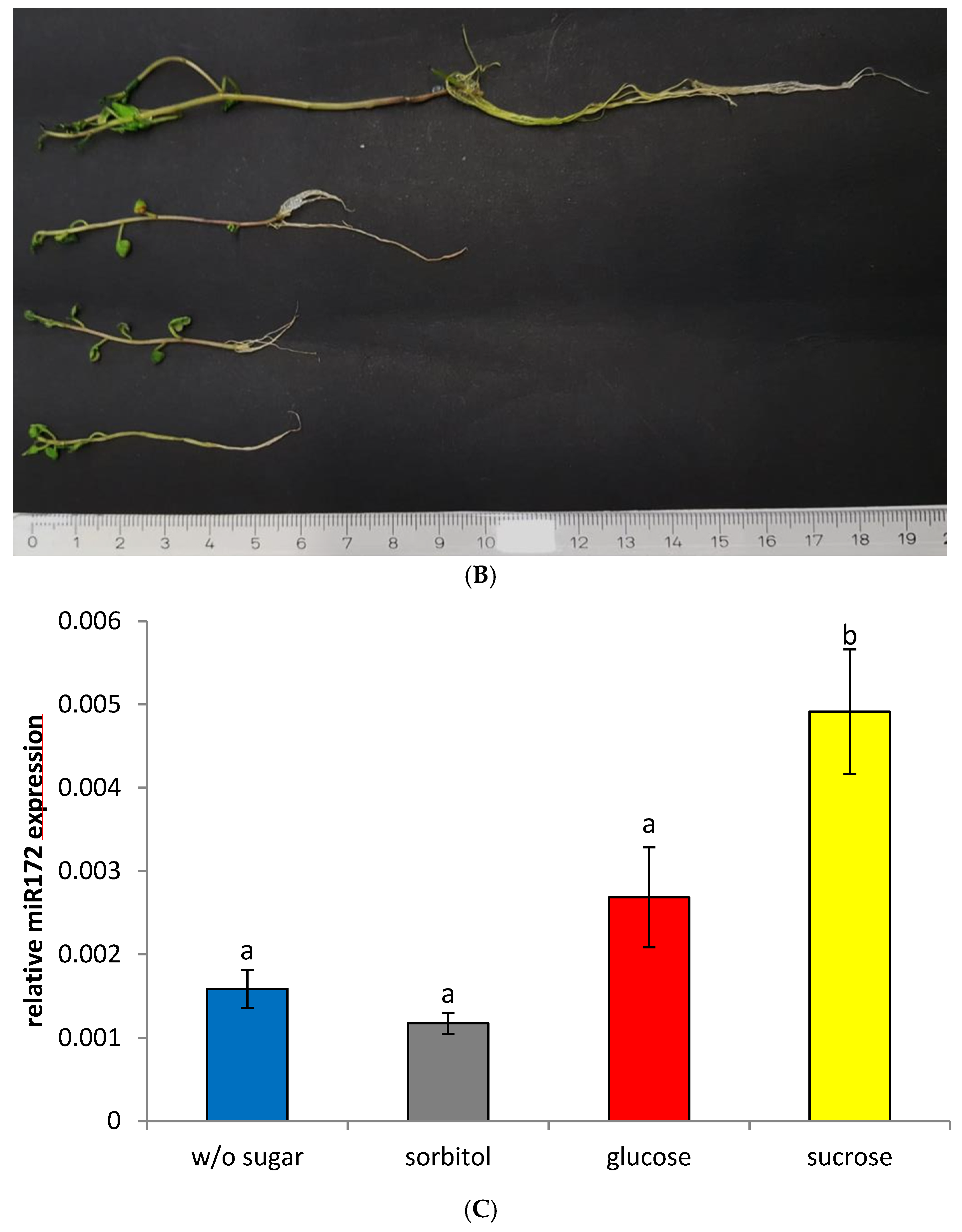 Ijms 22 01455 g003b Ijms 22 01455 g003b