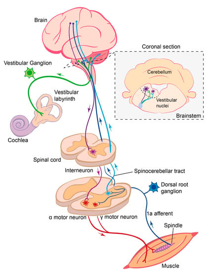 IJMS | Free Full-Text | Relative Contribution of Proprioceptive and ...