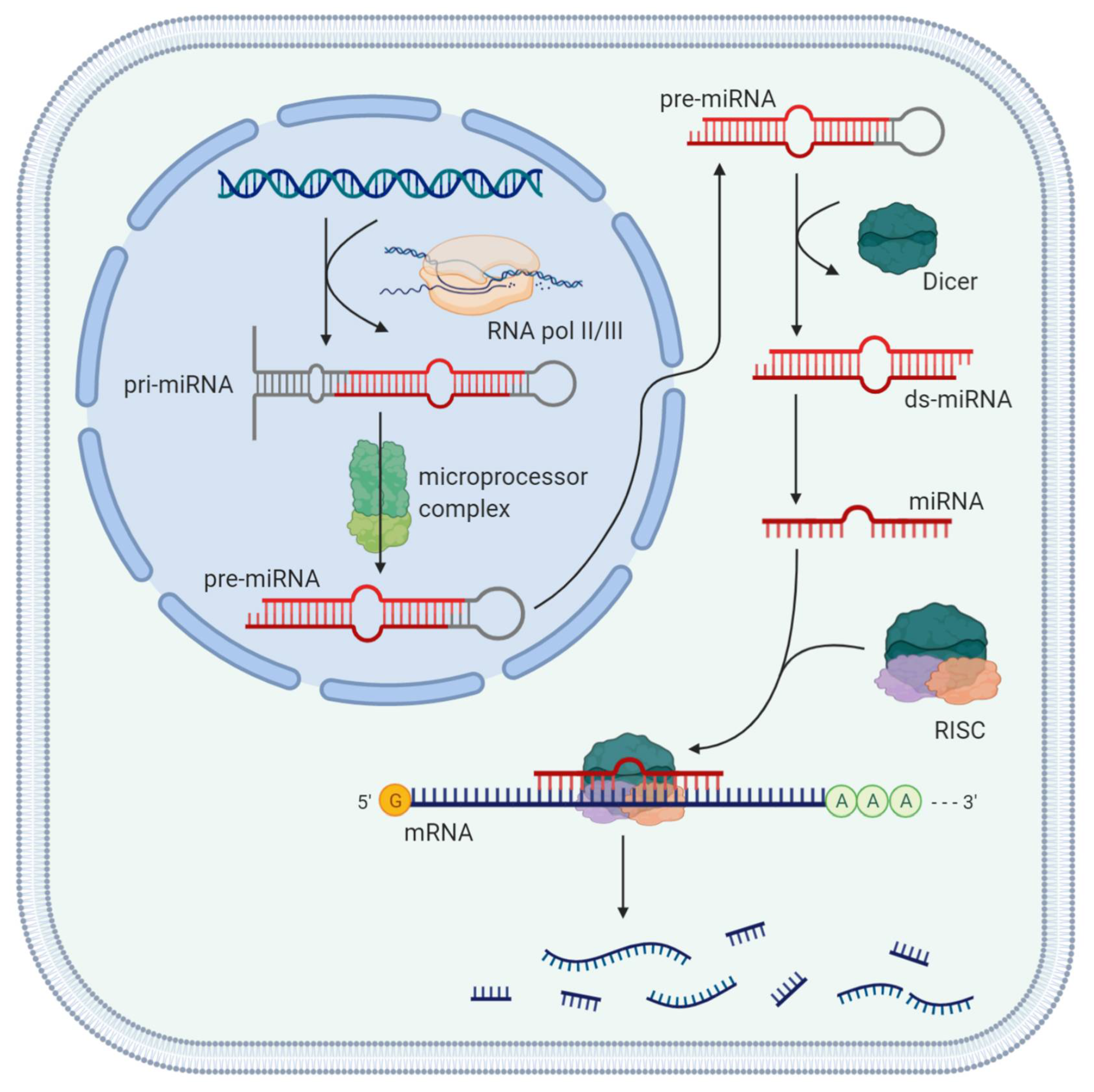 Ijms Free Full Text From Liver Cirrhosis To Cancer The Role Of Micro Rnas In Hepatocarcinogenesis Html