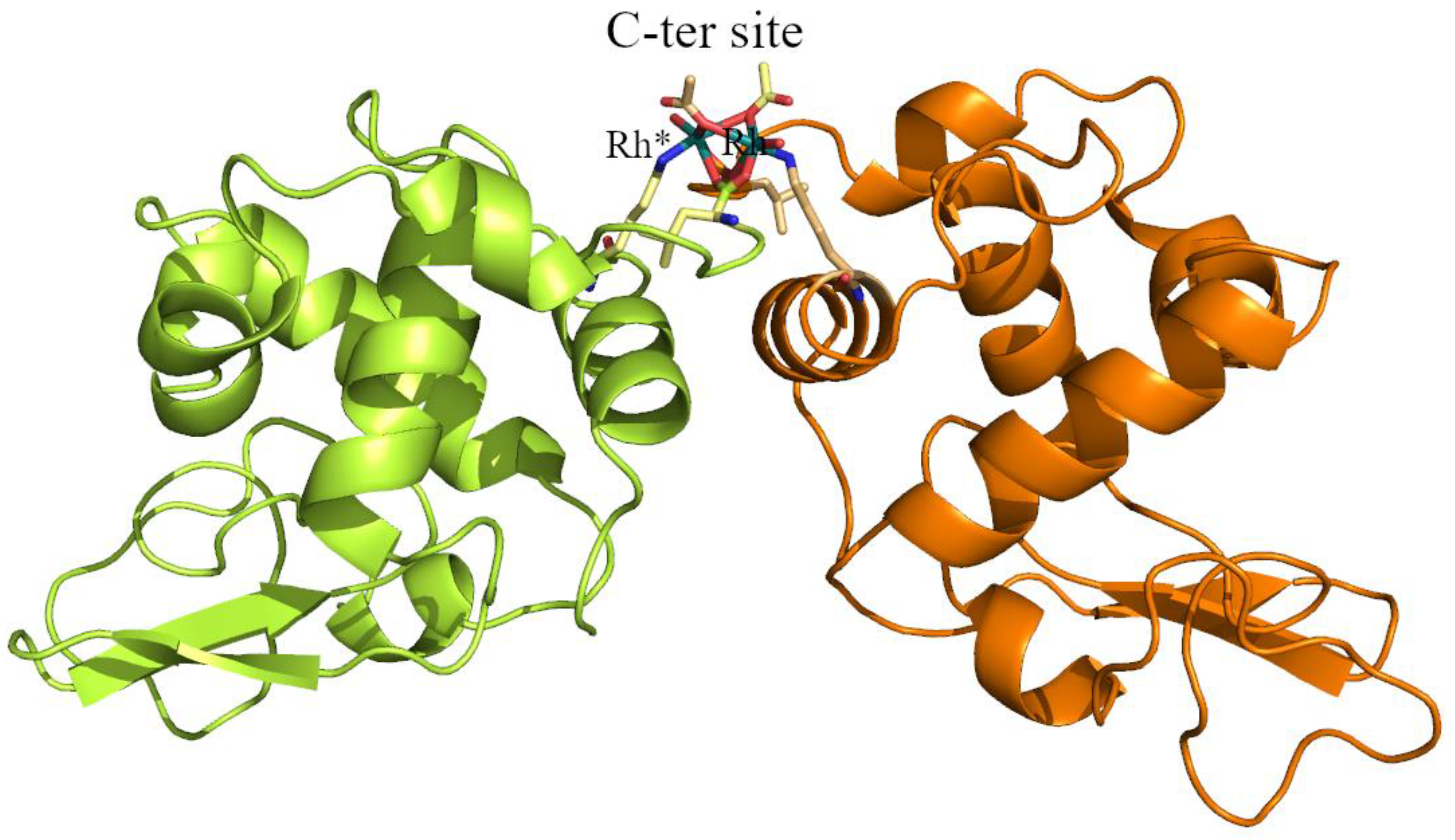 Ijms Free Full Text Unusual Structural Features In The Adduct Of Dirhodium Tetraacetate With Lysozyme Html