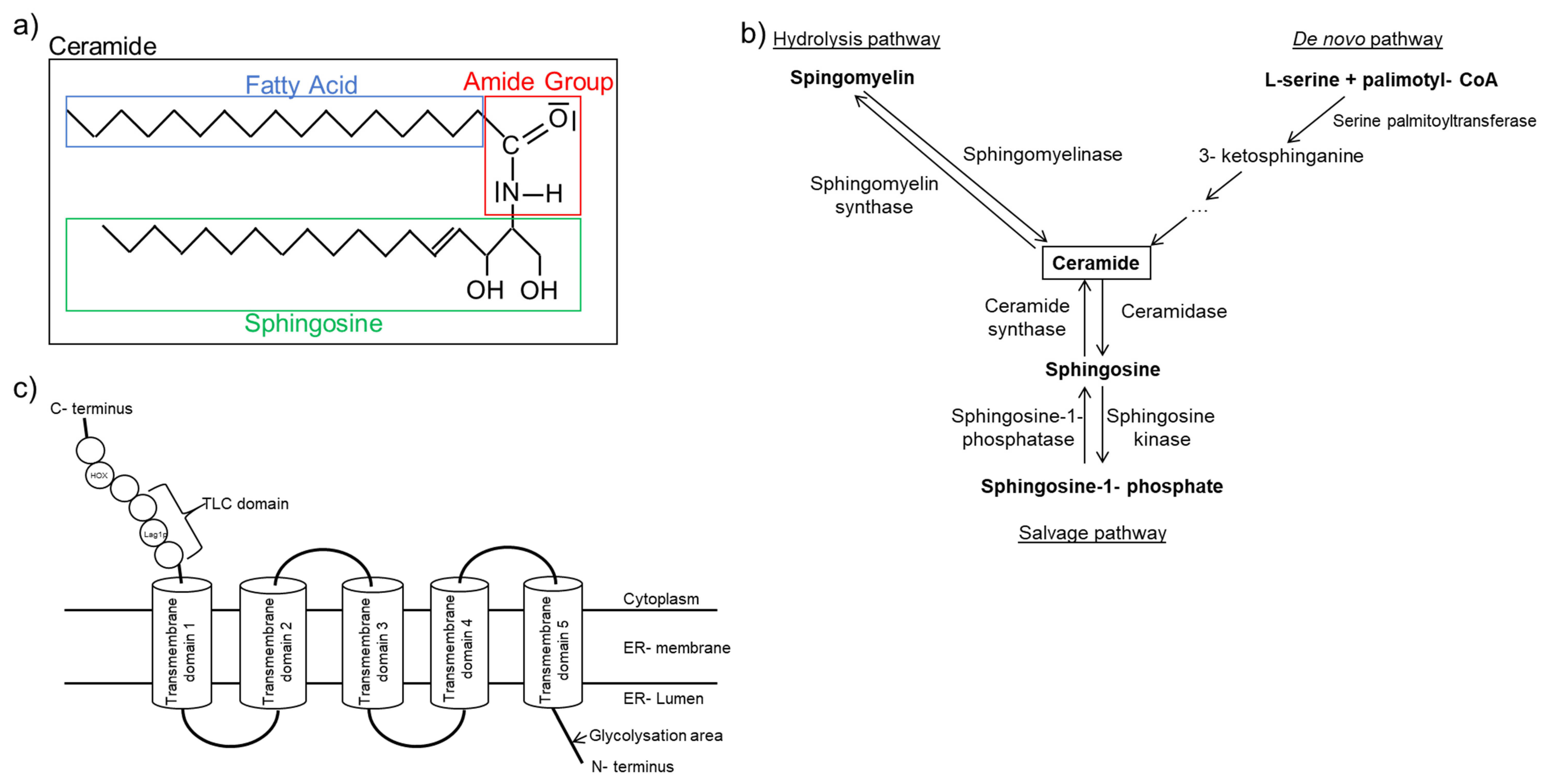Ijms 22 01498 g001 Ijms 22 01498 g001
